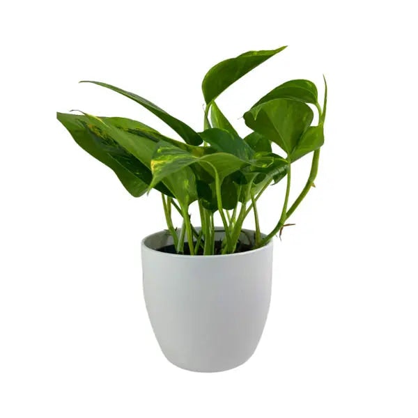 Plants By Post White Epipremnum Aureum Devil’s Ivy – Indoor Plant In 12Cm Pot