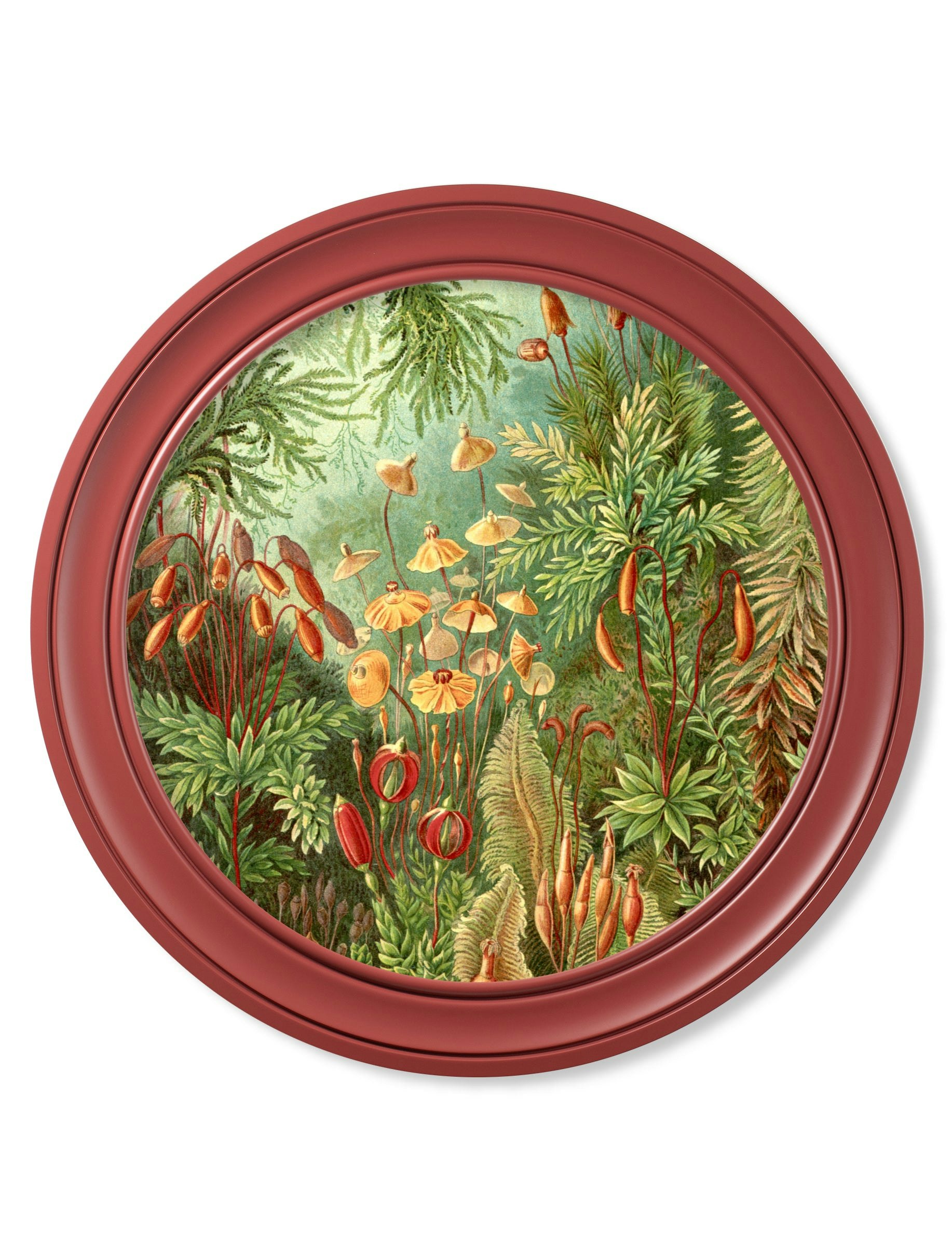 Rackhams Red C.1904 Haeckel Flora And Fauna - Round Frames - 70 X 70Cm - Flora