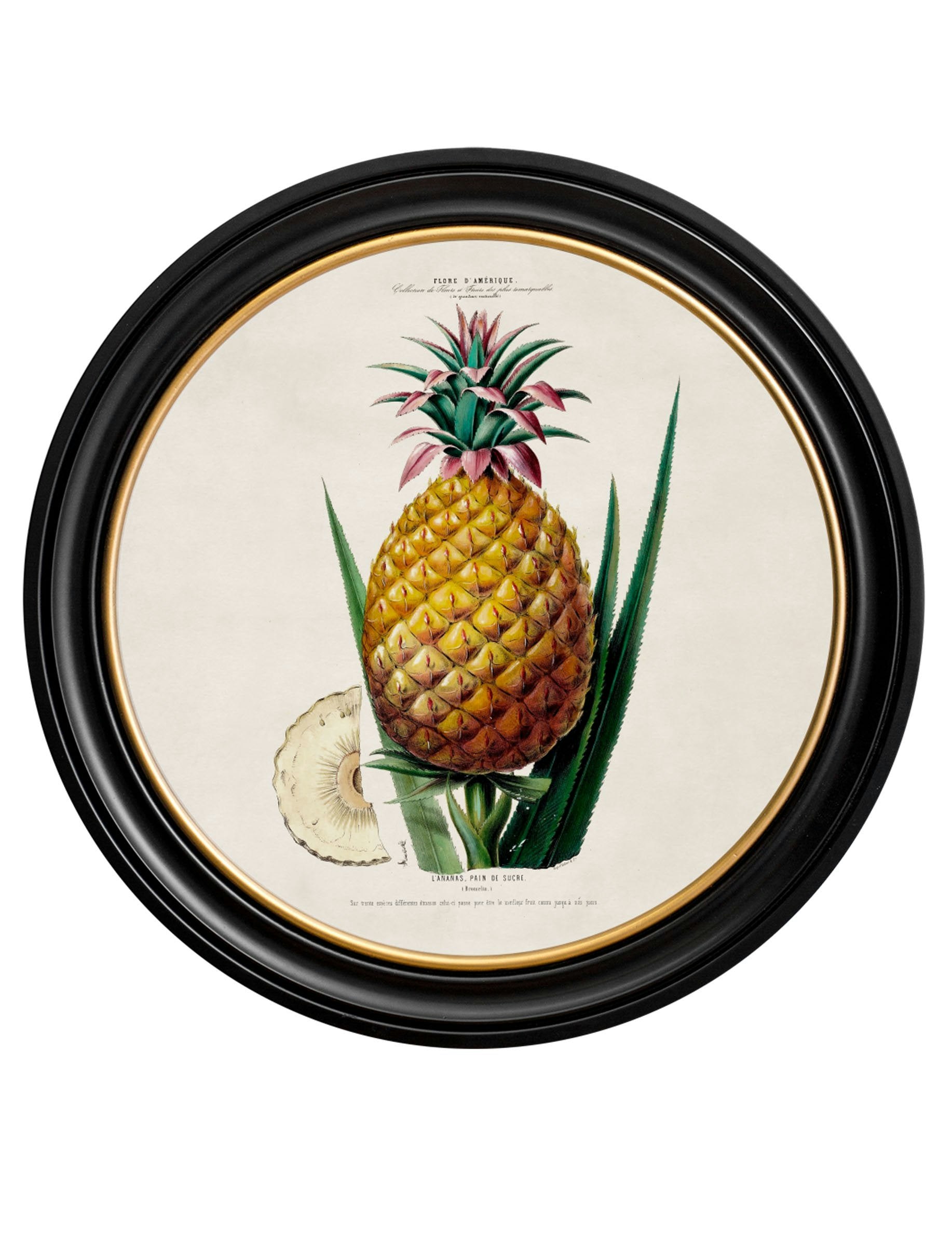 Rackhams Black C.1843 Pineapple Plant - Round Frame - 44 X 44Cm - Framed Print