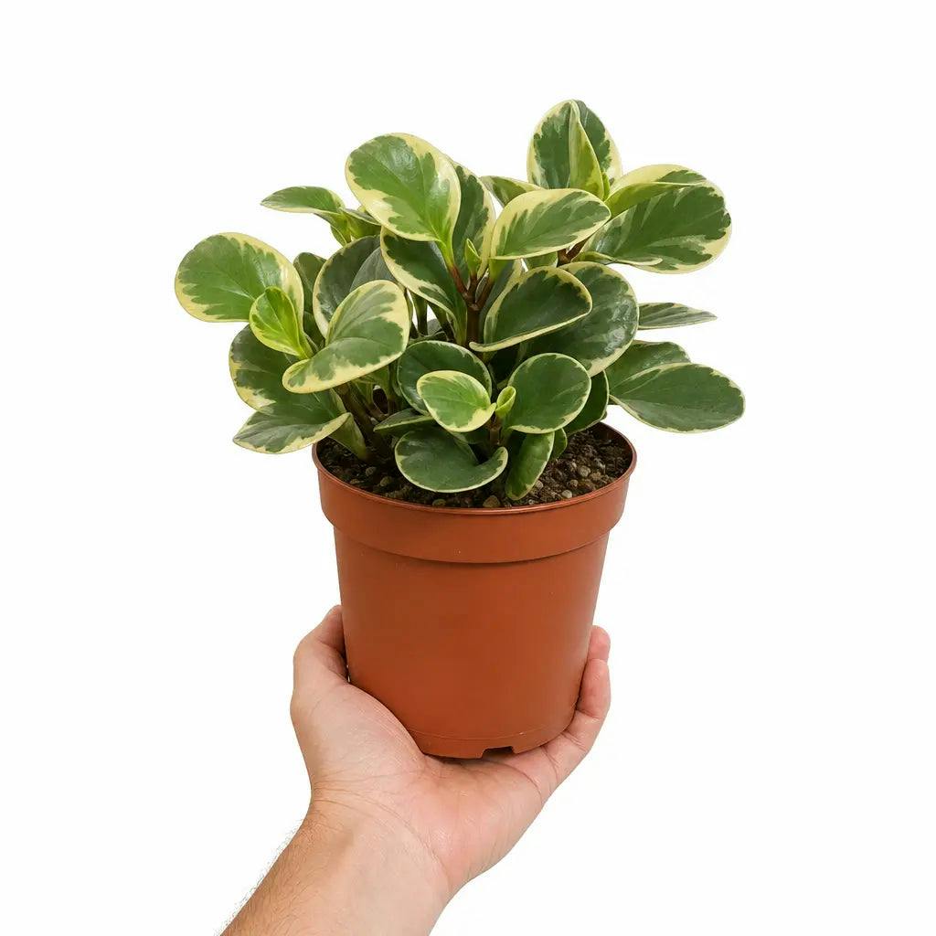 Plants By Post Peperomia Obtusifolia Variegated F - Plant - Image 2