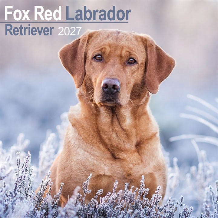 Labrador Retriever Fox Red Wall by AVONSIDE PUBLISHING (Calendar) - Image 8