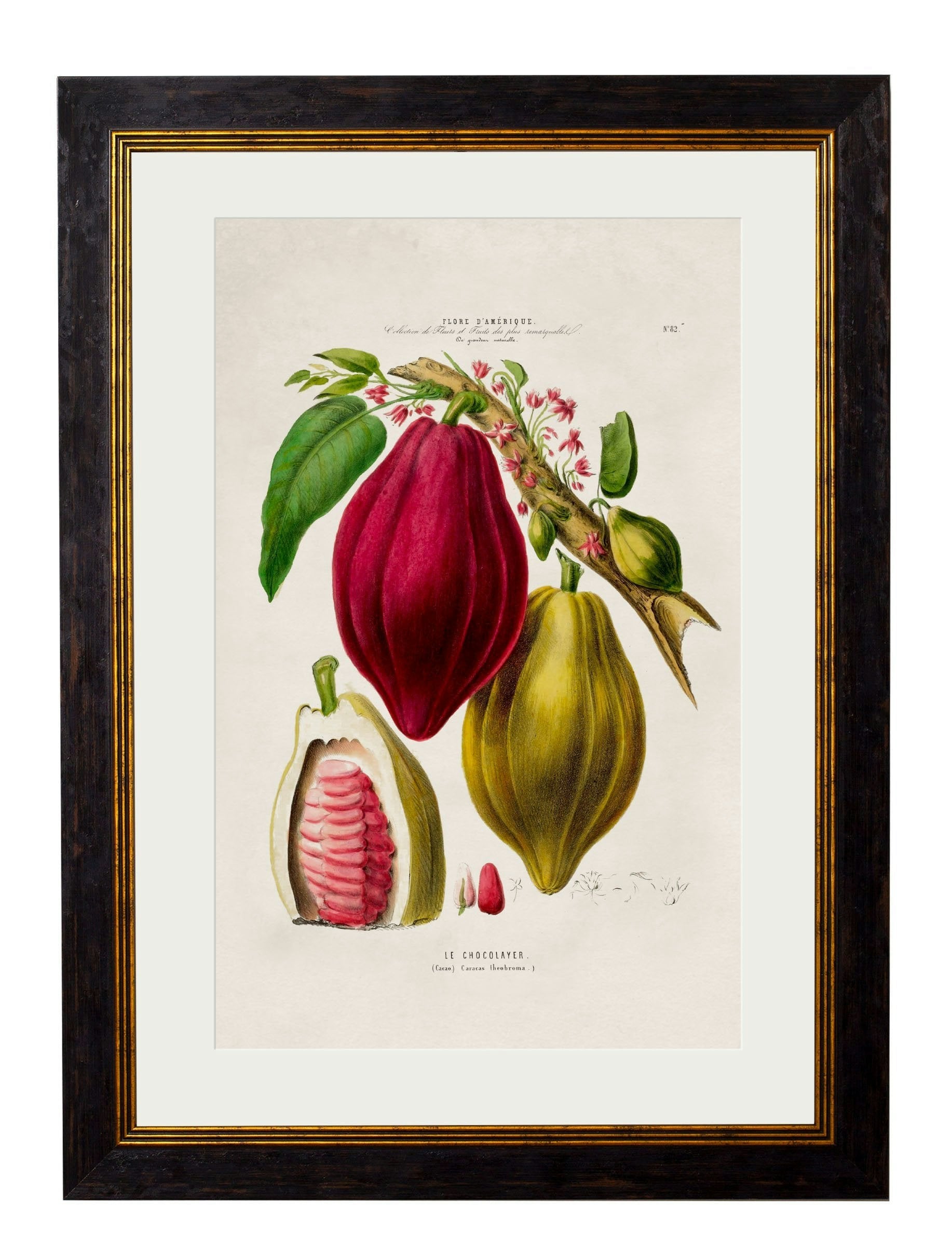 Rackhams C.1843 Chocolate Plant - 38 X 50Cm - Oxford Slim