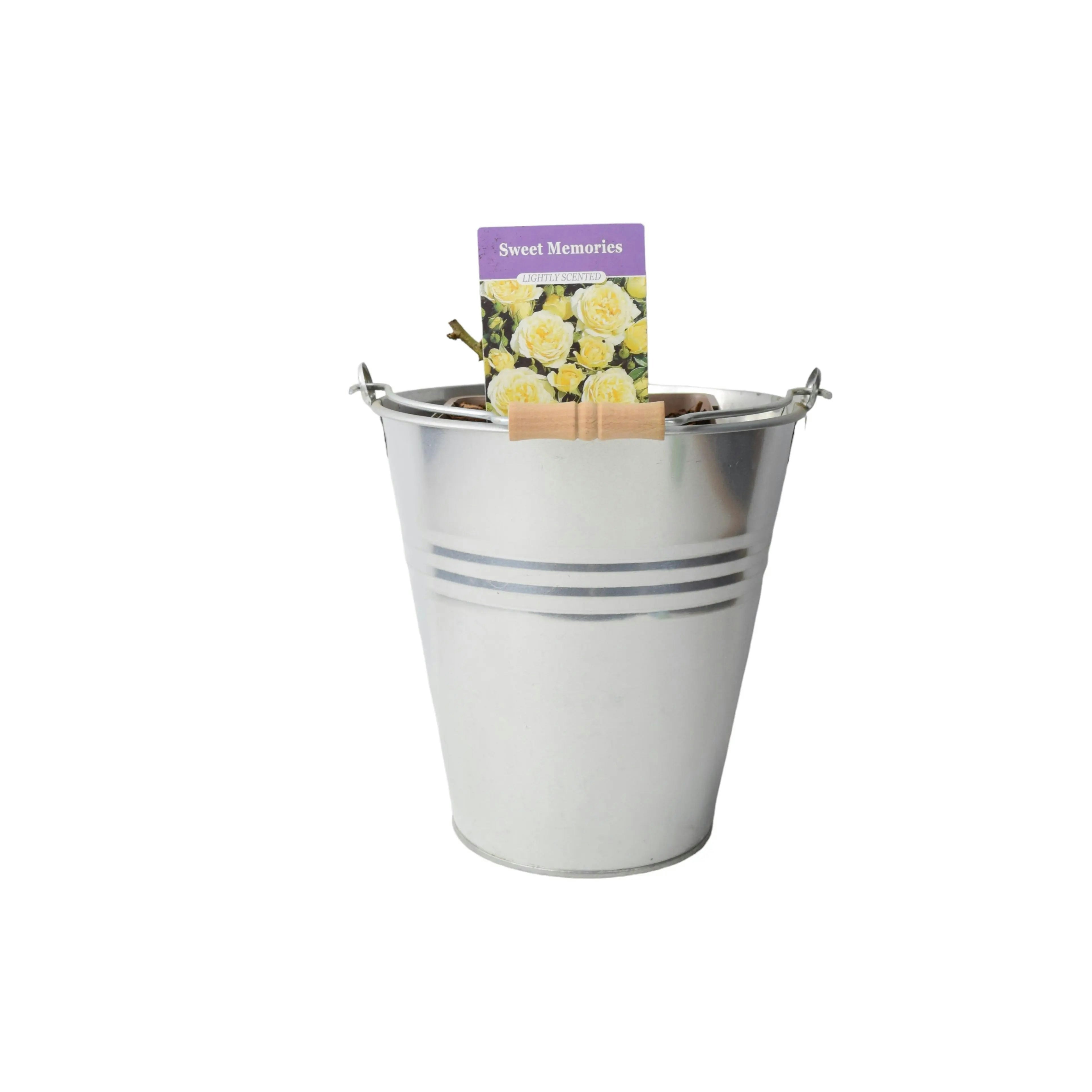 Plants By Post Yellow Sweet Memories Patio Rose 5.5L Pot – Compact And Fragrant Blooms - Metal Zinc Pail