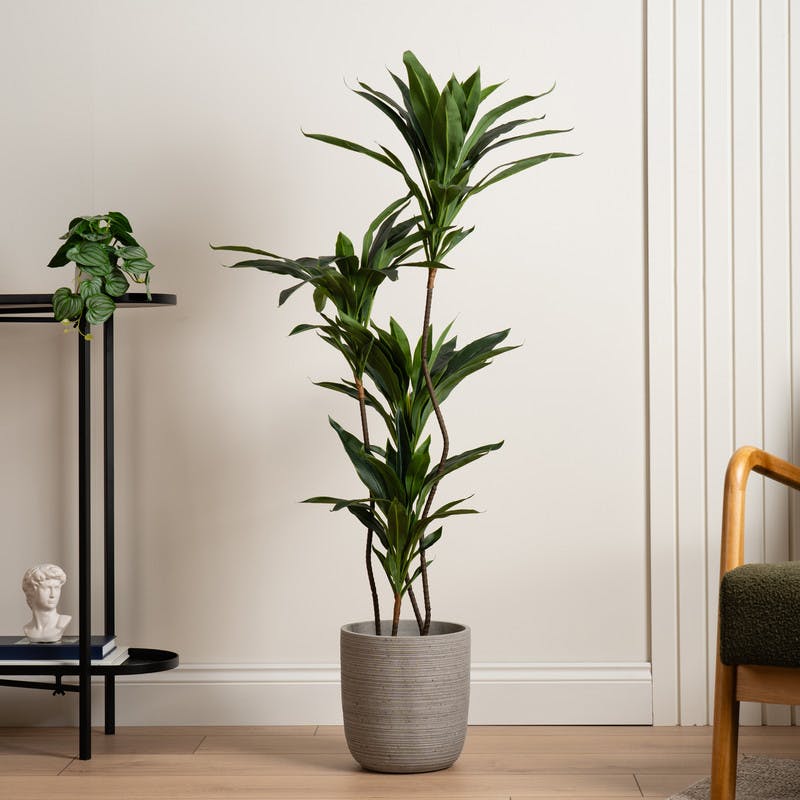 Scottish Everlastings Green 120Cm Real Touch Dracaena