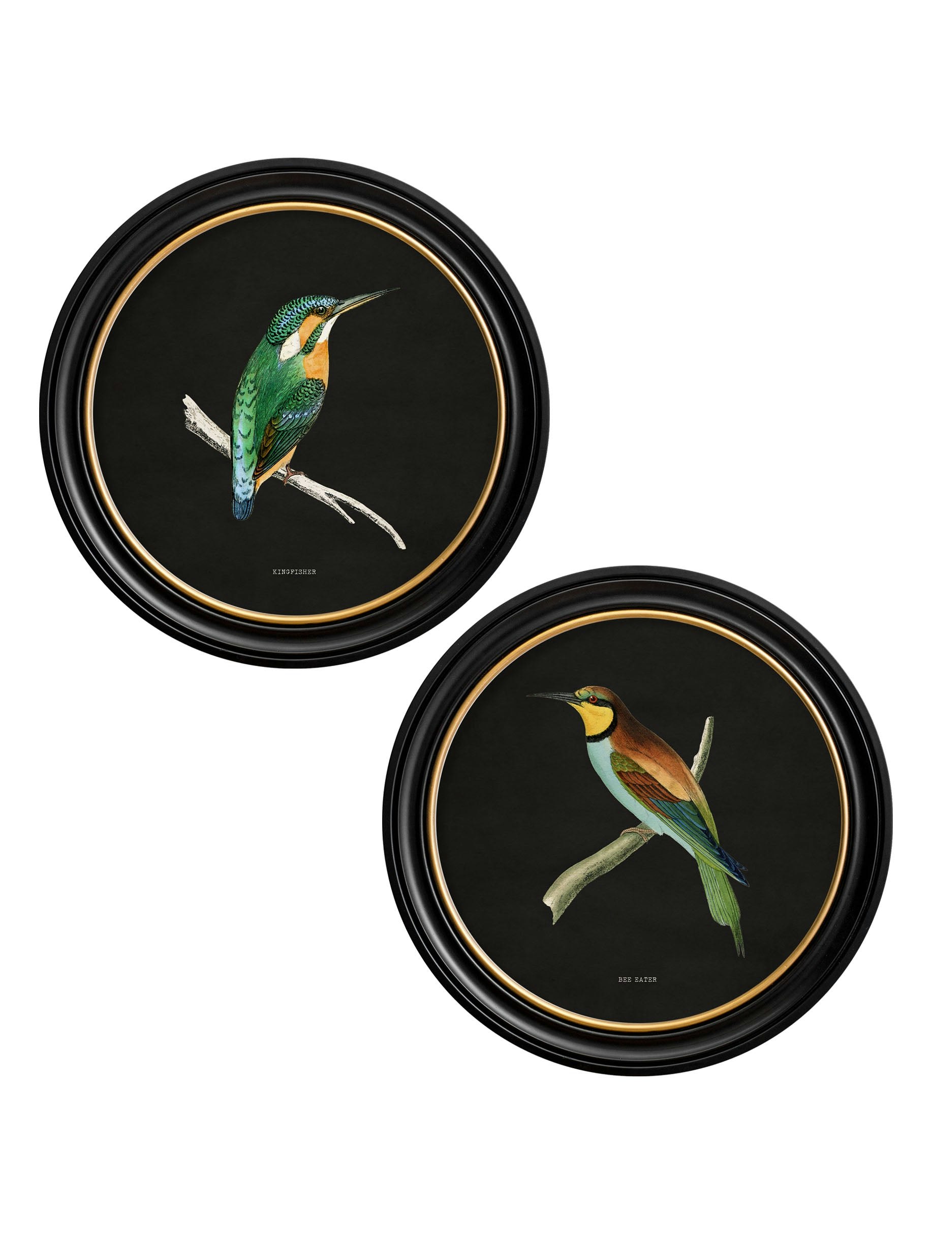 Exceptional Art Black C.1870 Kingfisher And Bee Eater - 70 X 70Cm - Collection Of 2