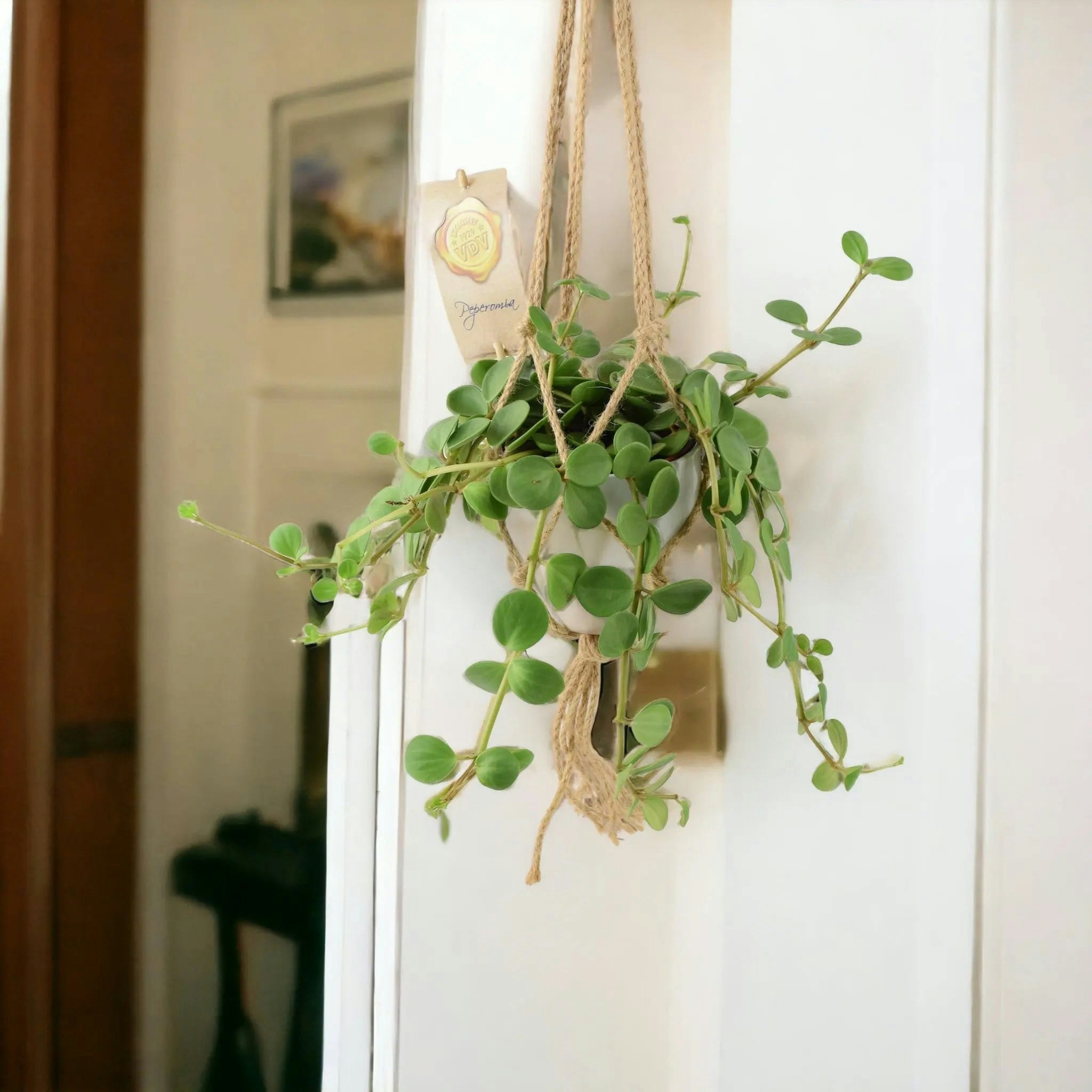 Plants By Post White Peperomia Hope In 12Cm Pot - Trailing Jade Plant In 12Cm Pot - Hanging Ceramic Macrame