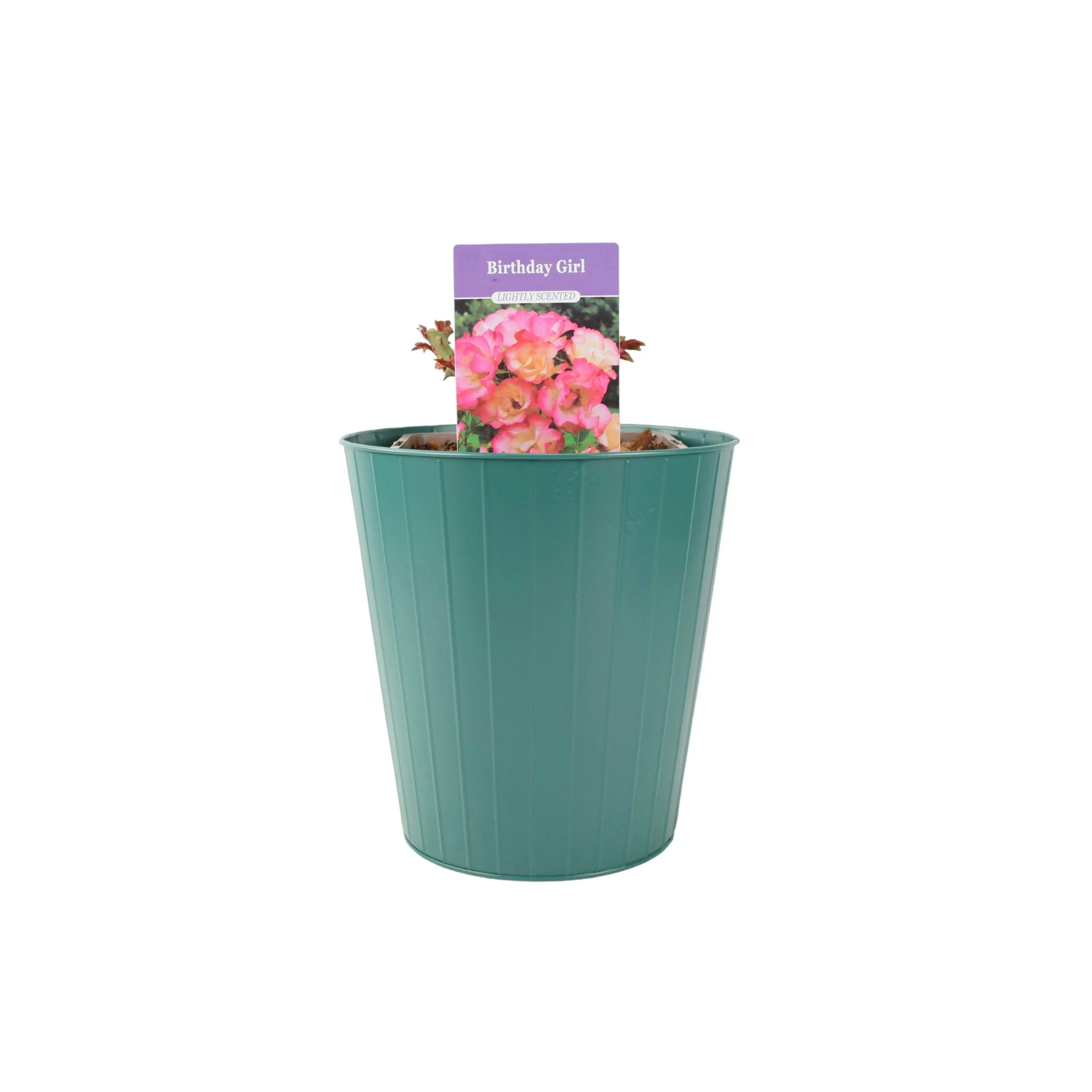 Plants By Post Girls Cream/Pink Rose Birthday Pots 5.5L Pot And Blooms - Metal Teal Vertical Line