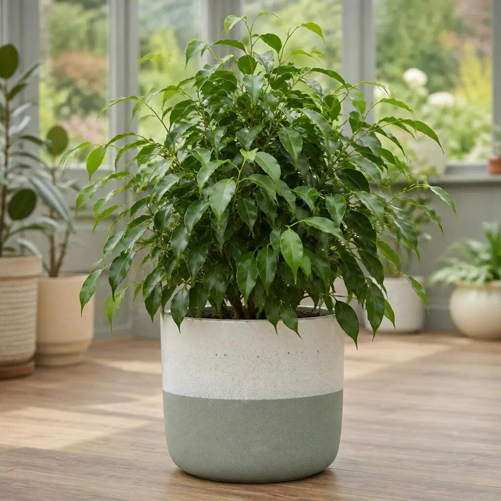 Green Ficus Danielle Weeping Fig 5L – Glossy Indoor Houseplant - Stoneware Pot
