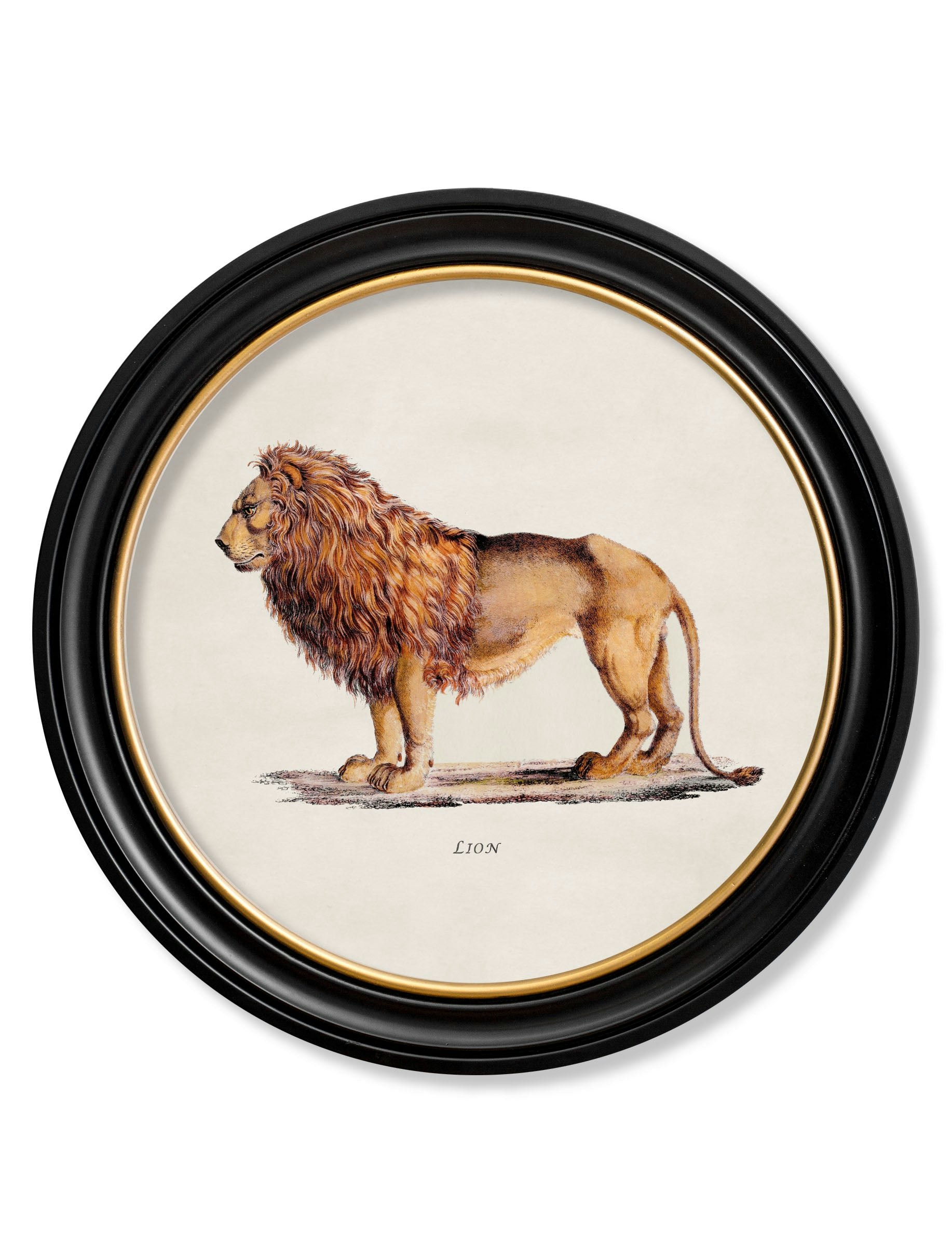 Rackhams Black C.1800s Lion & Lioness - Round Frames - 70 X 70Cm - Lion