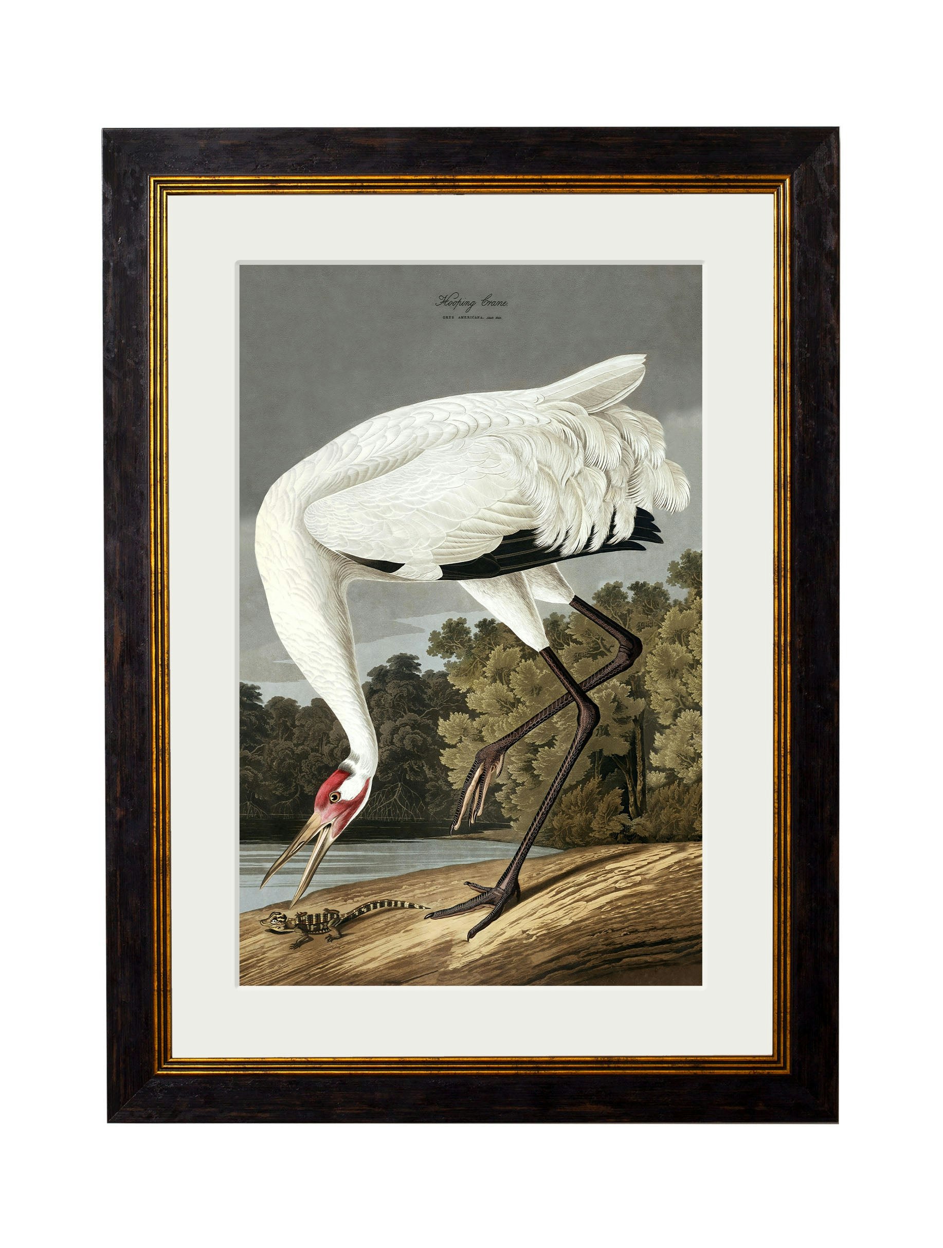 Rackhams Black C.1838 Audubon's Hooping Crane - 38 X 50Cm - Mount