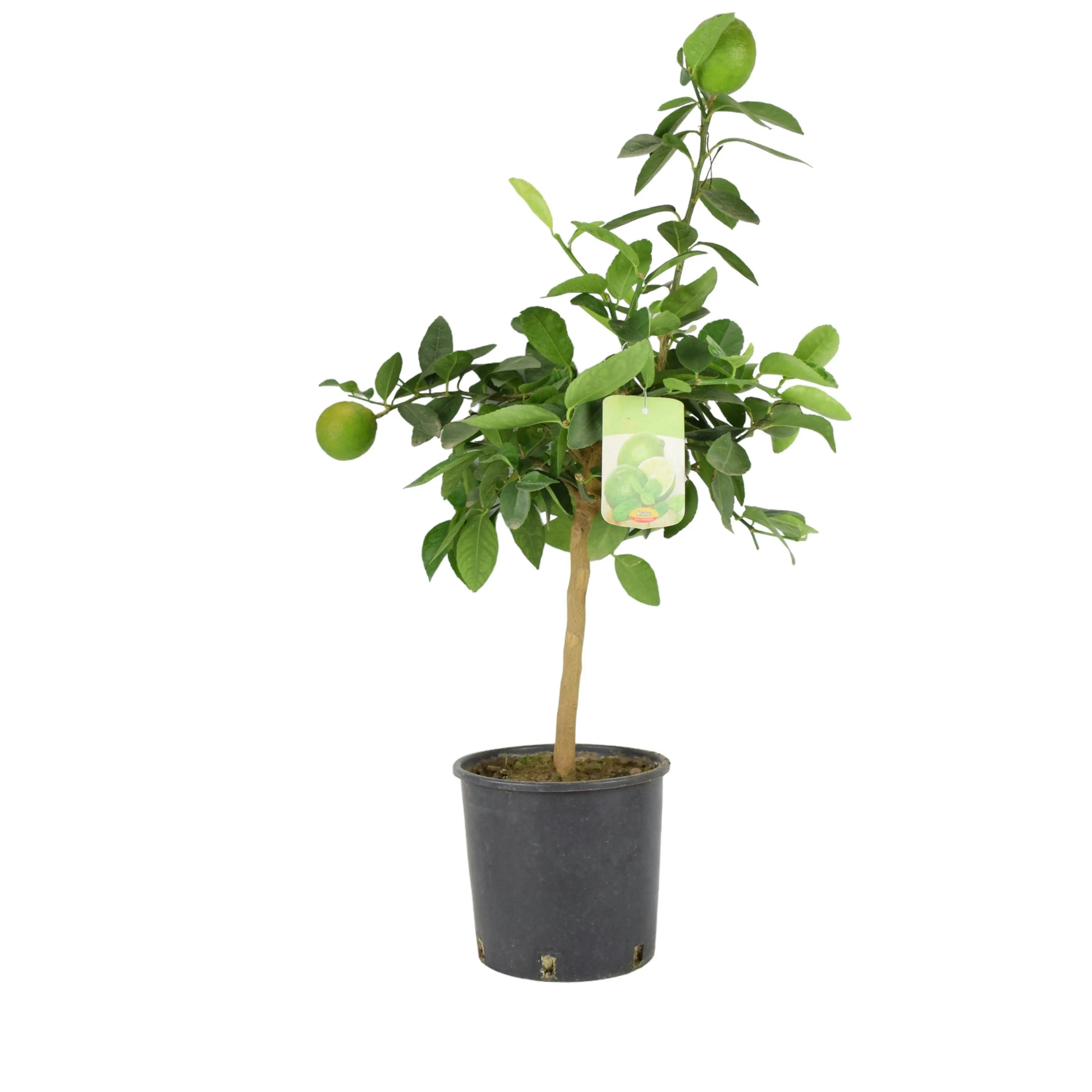 Plants By Post Citrus Lime Tree In Rustic Bucket - Hardy Fruit Tree For Homegrown Limes - No Container