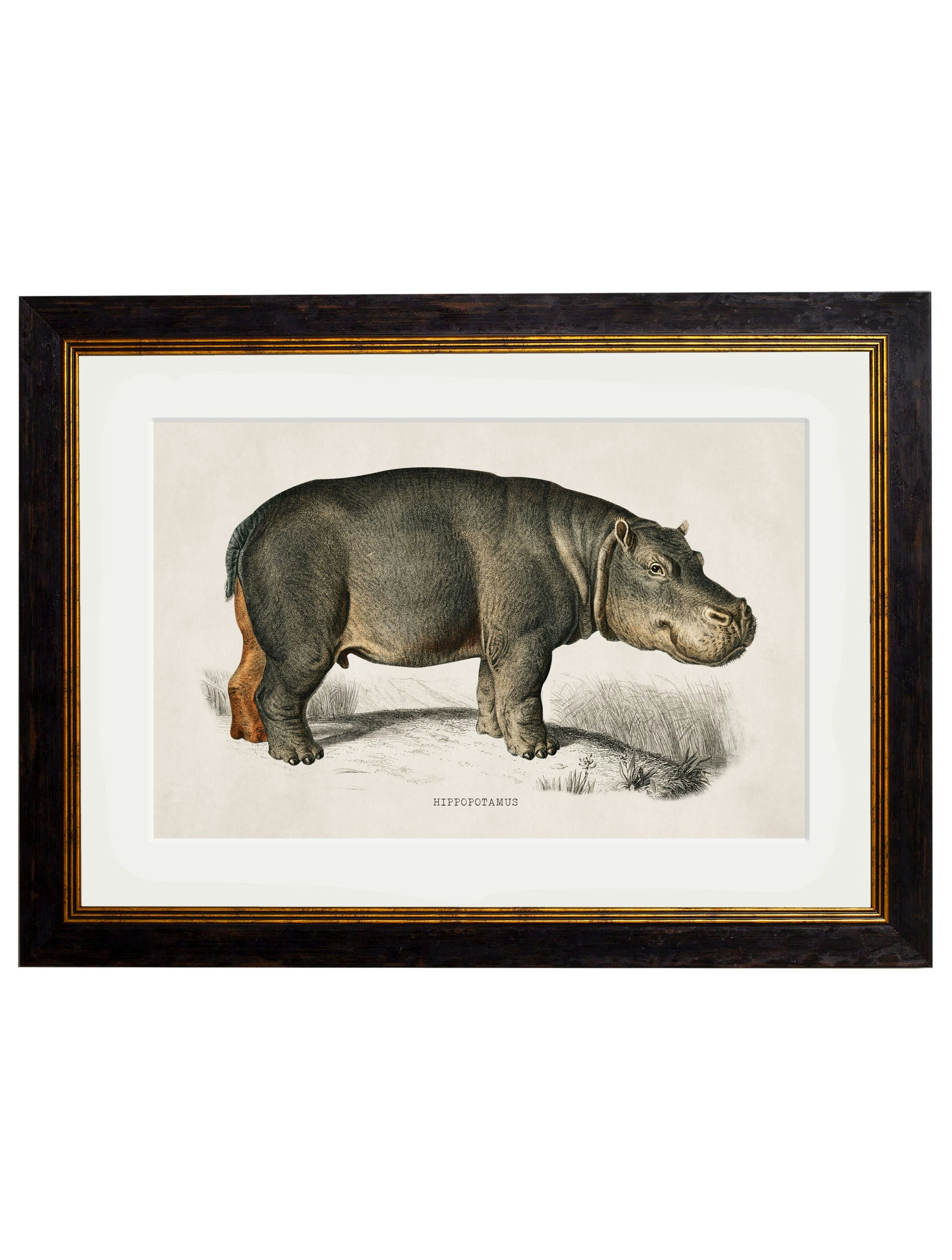 Exceptional Art Black C.1846 Rhino & Hippo - 38 X 50Cm - Hippo