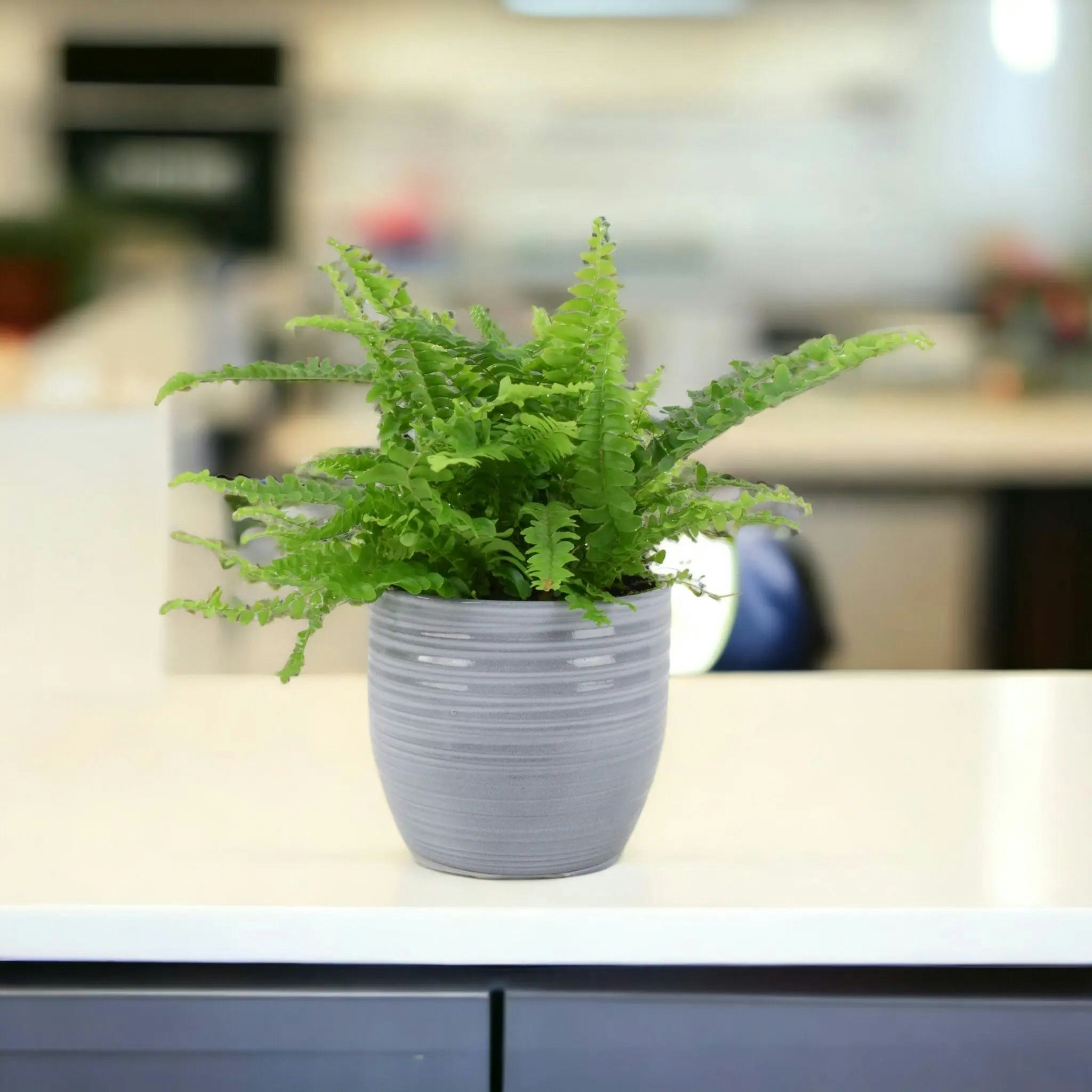 Plants By Post Grey Boston Fern (Nephrolepis) In 12Cm Ceramic Pot – Air-Purifying Pet-Safe Houseplant - Ceramic Ripple