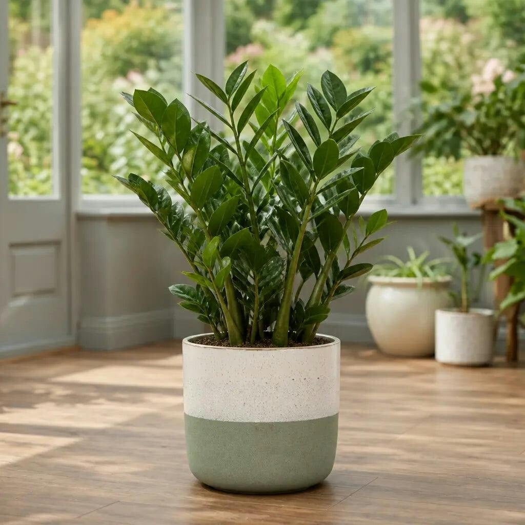Green Zamioculcas Zamiifolia Zz Plant 5L – Low Maintenance Indoor Houseplant - Stoneware Pot