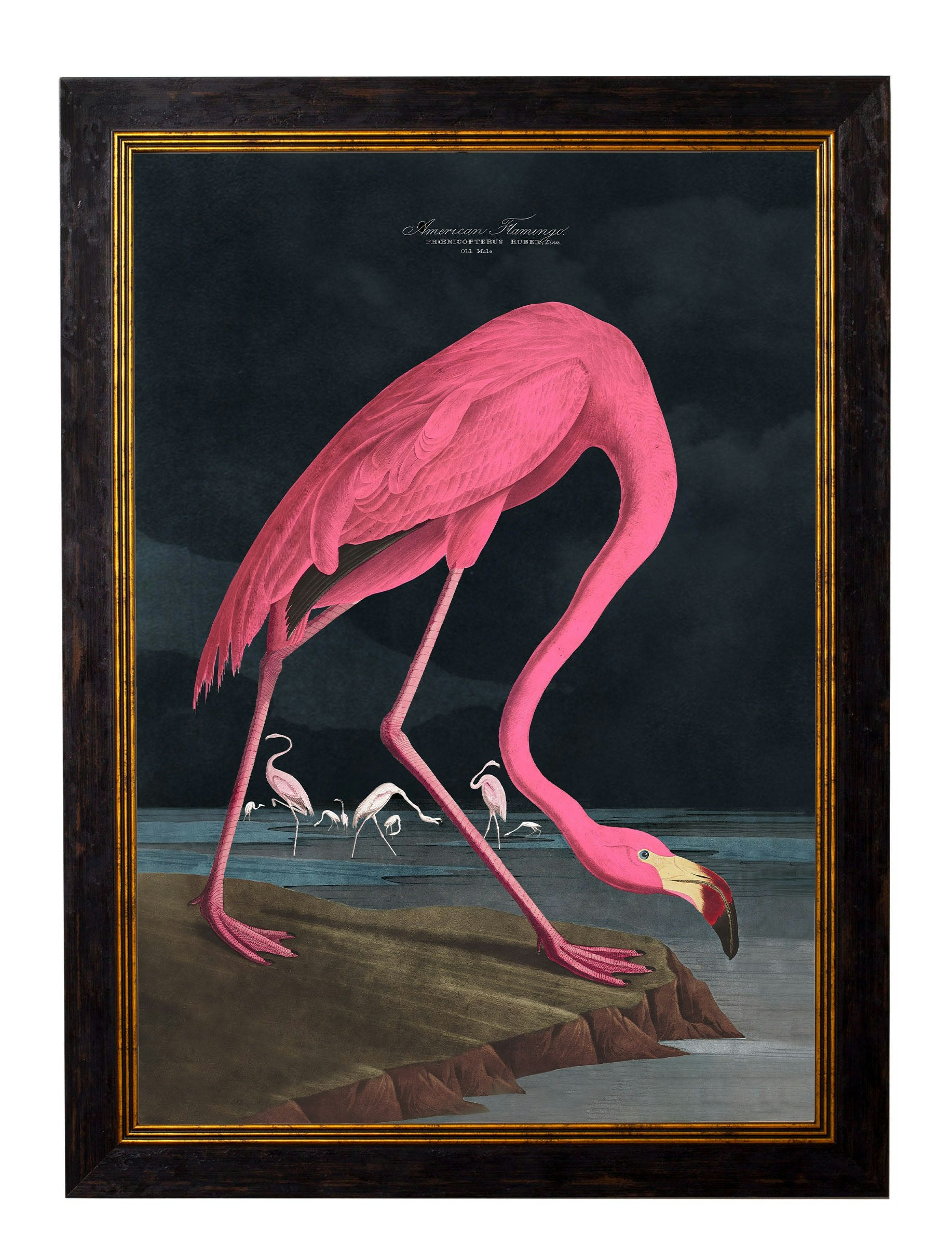 Rackhams Dark/Black C.1838 Audubon's Flamingo - 70 X 95Cm - No Mount