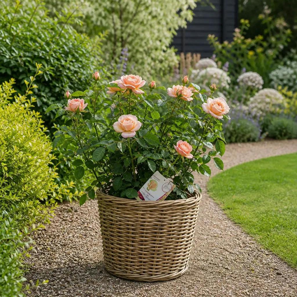 Peach 5L Rose Many Happy Returns Rose Bush - Beautiful Flowering Garden Plant - Kubo Basket