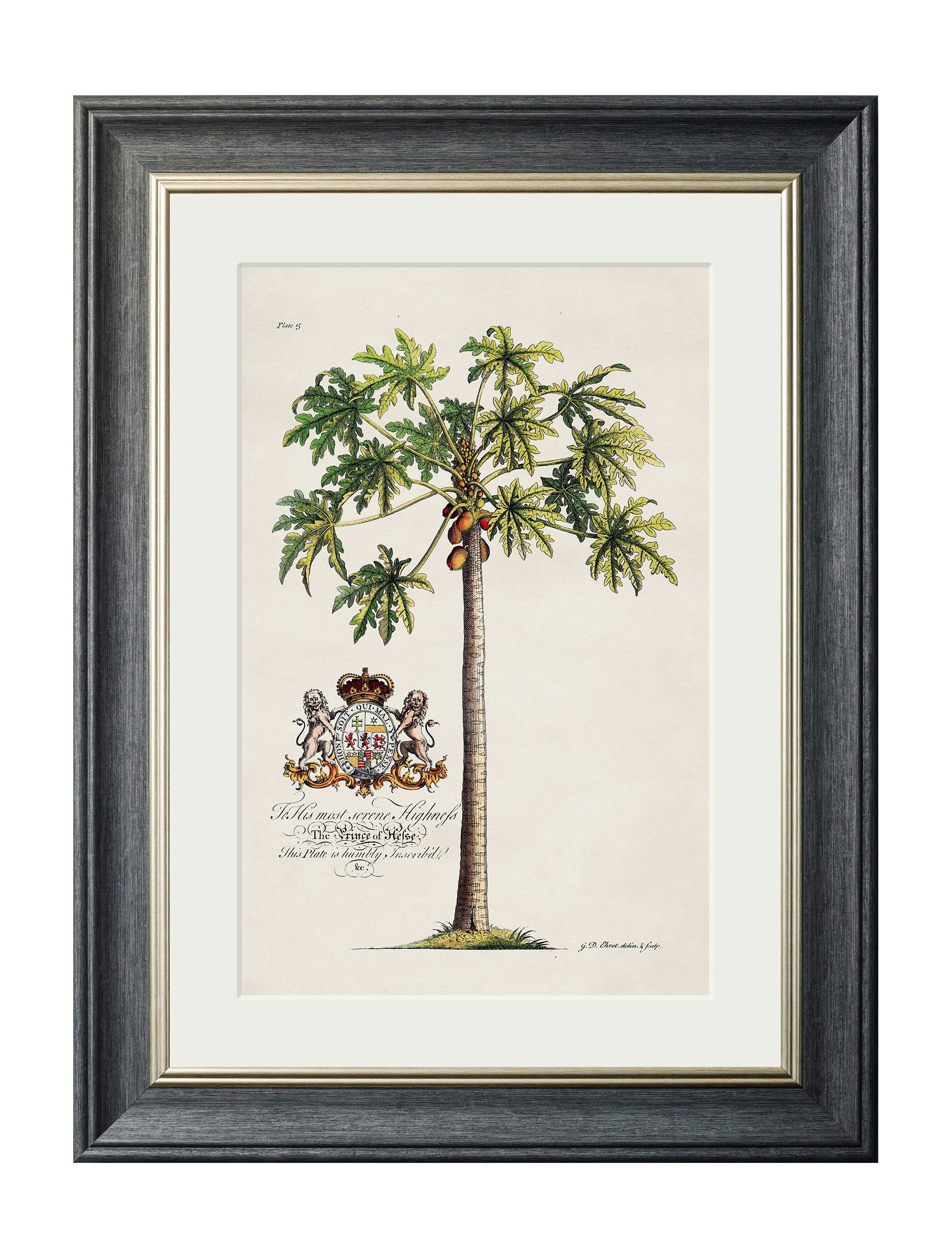 Rackhams Black Studies Of Palms - 38 X 50Cm - Papaya Palm