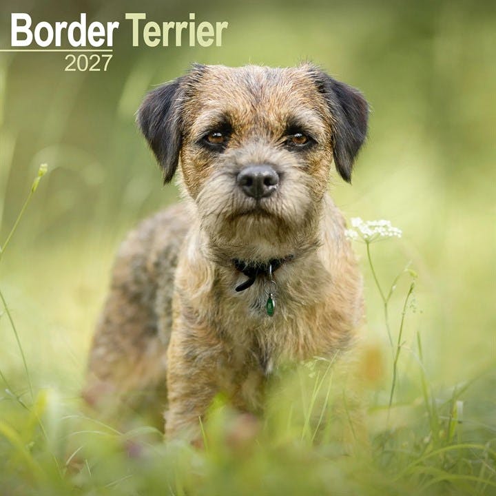 Border Terrier Wall by AVONSIDE PUBLISHING (Calendar) - Image 6
