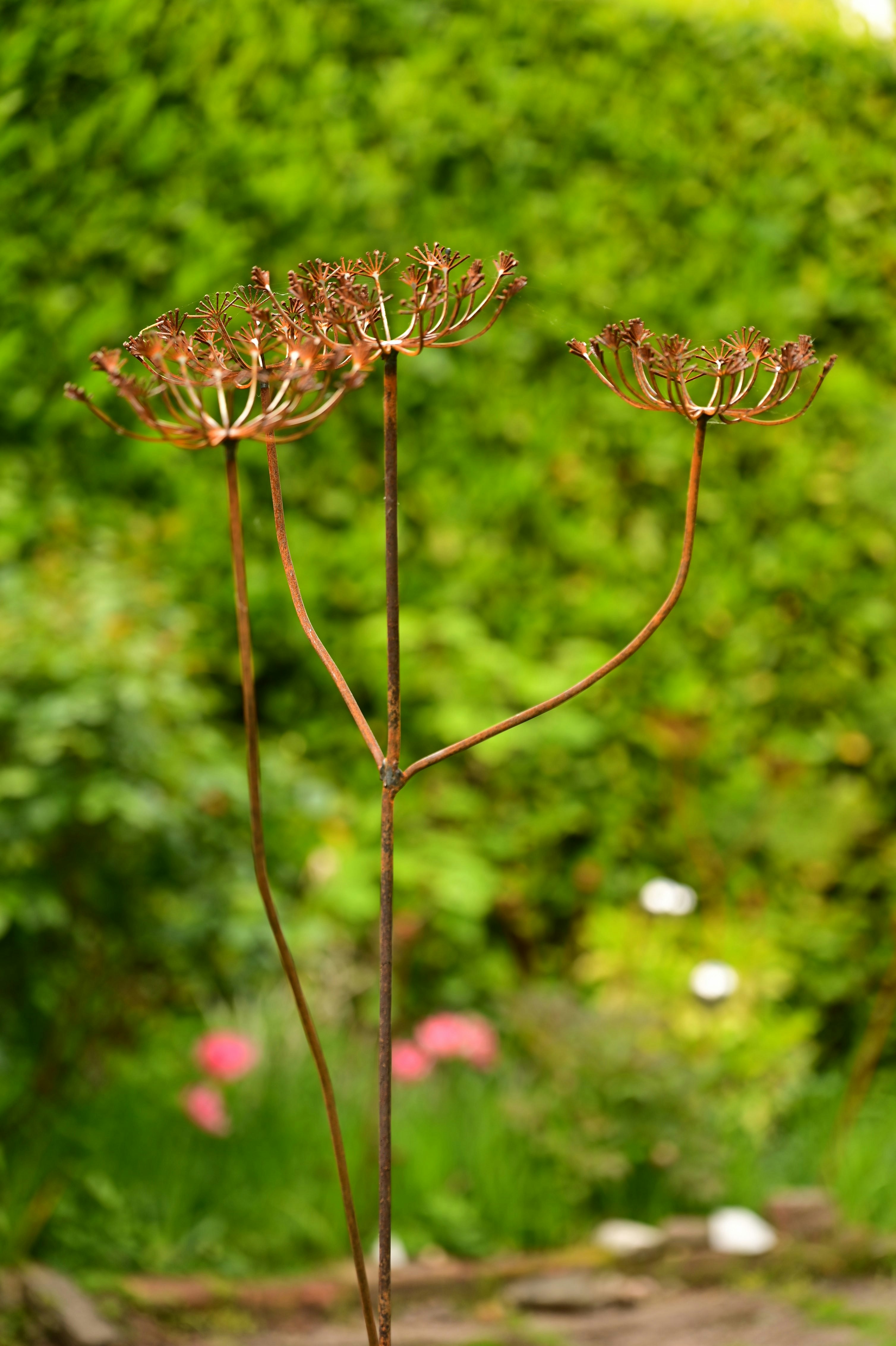 Rackhams Rusty Metal Cow Parsley