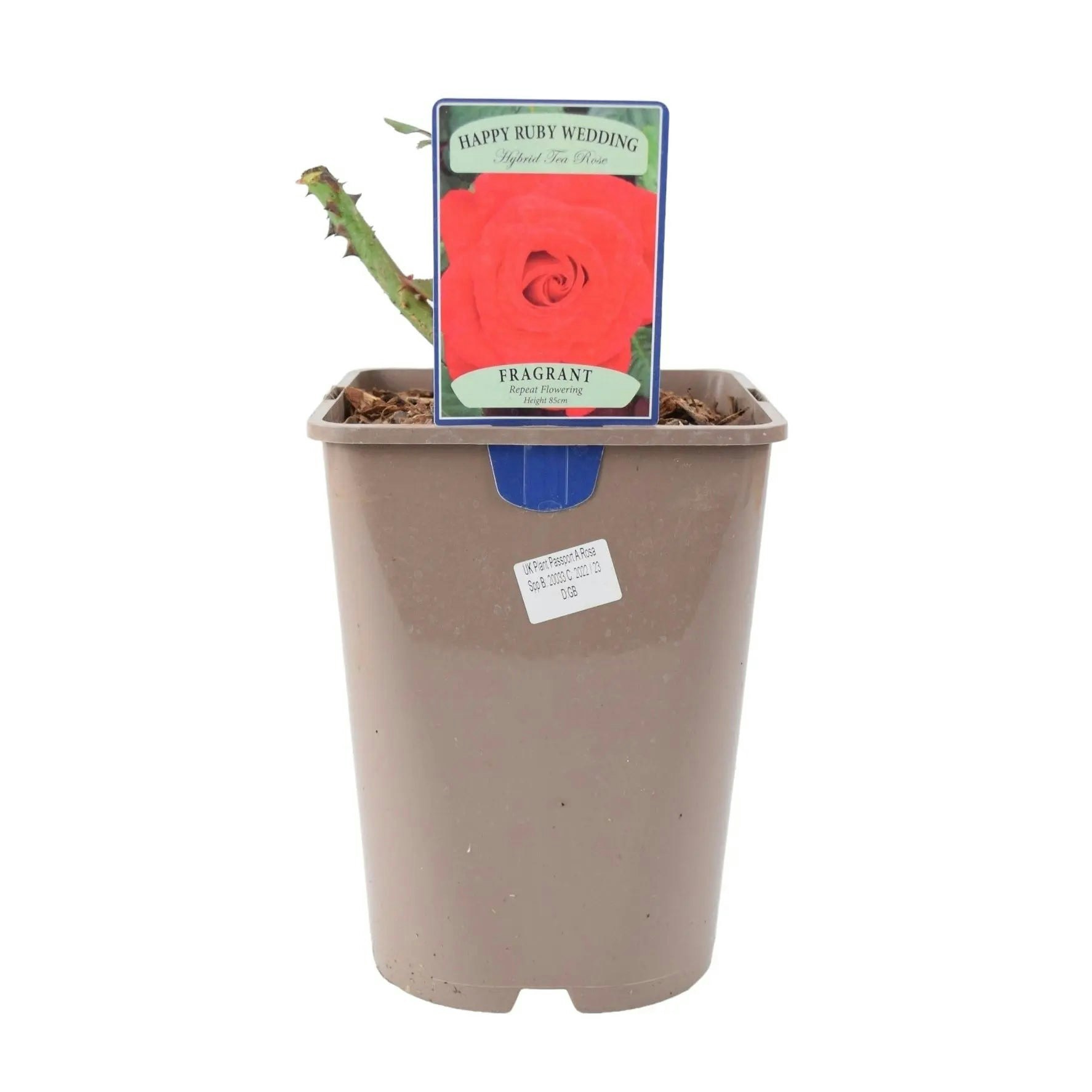 Plants By Post Dark/Red Ruby Wedding Rose In 5.5L Pot - Blooms For Special Occasions - No Container