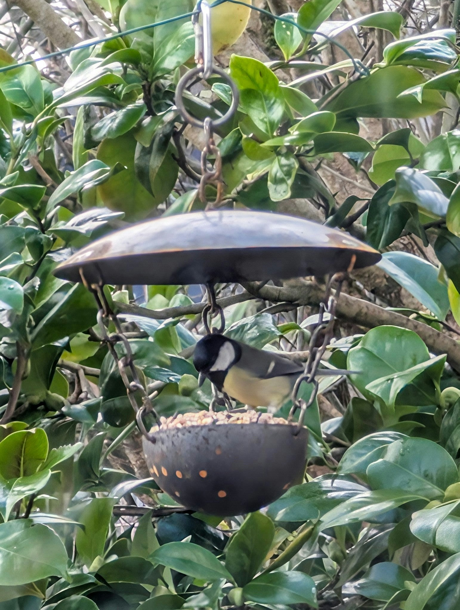 Savage Works Chain Hanging Bird Feeder