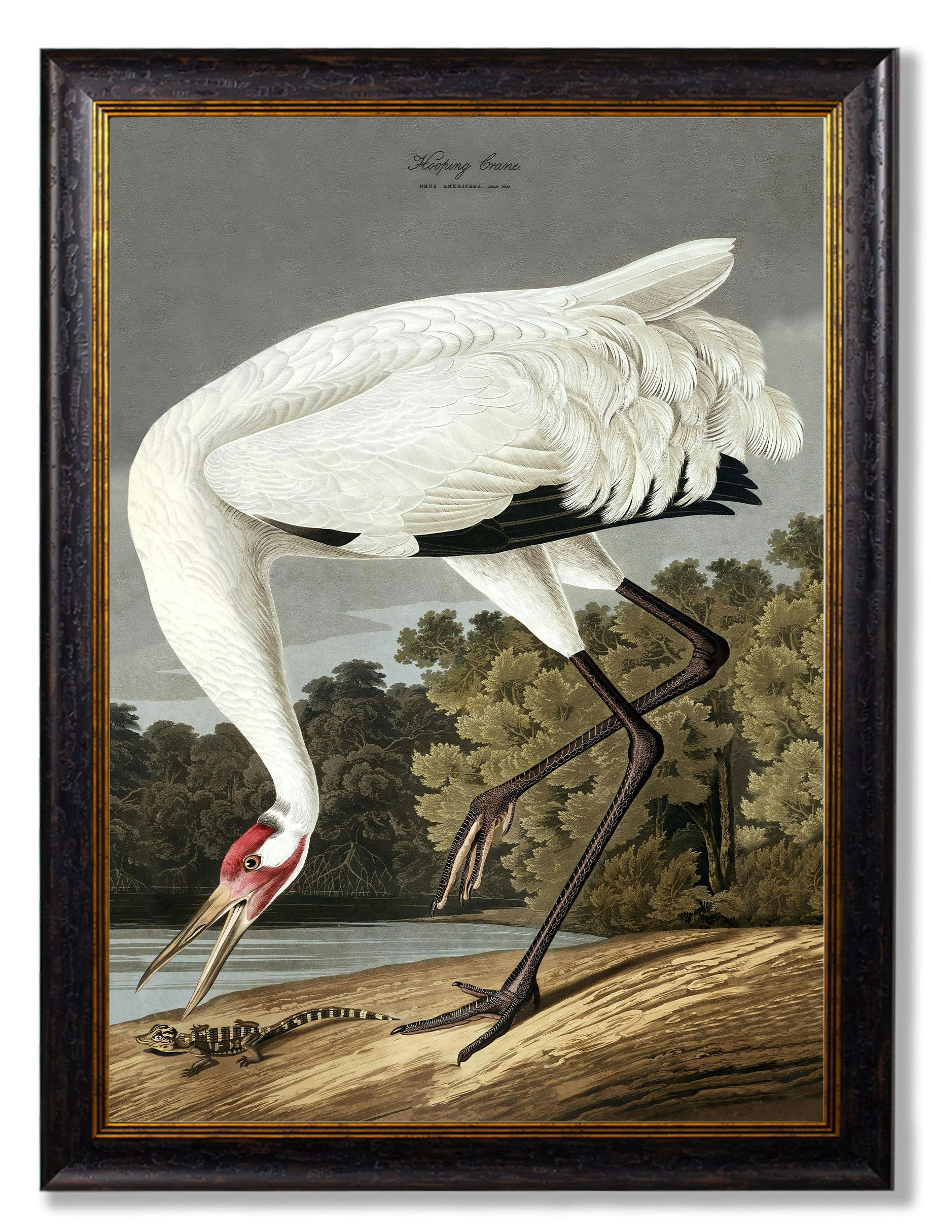 Exceptional Art Black C.1838 Audubon's Hooping Crane - 95 X 135Cm - No Mount