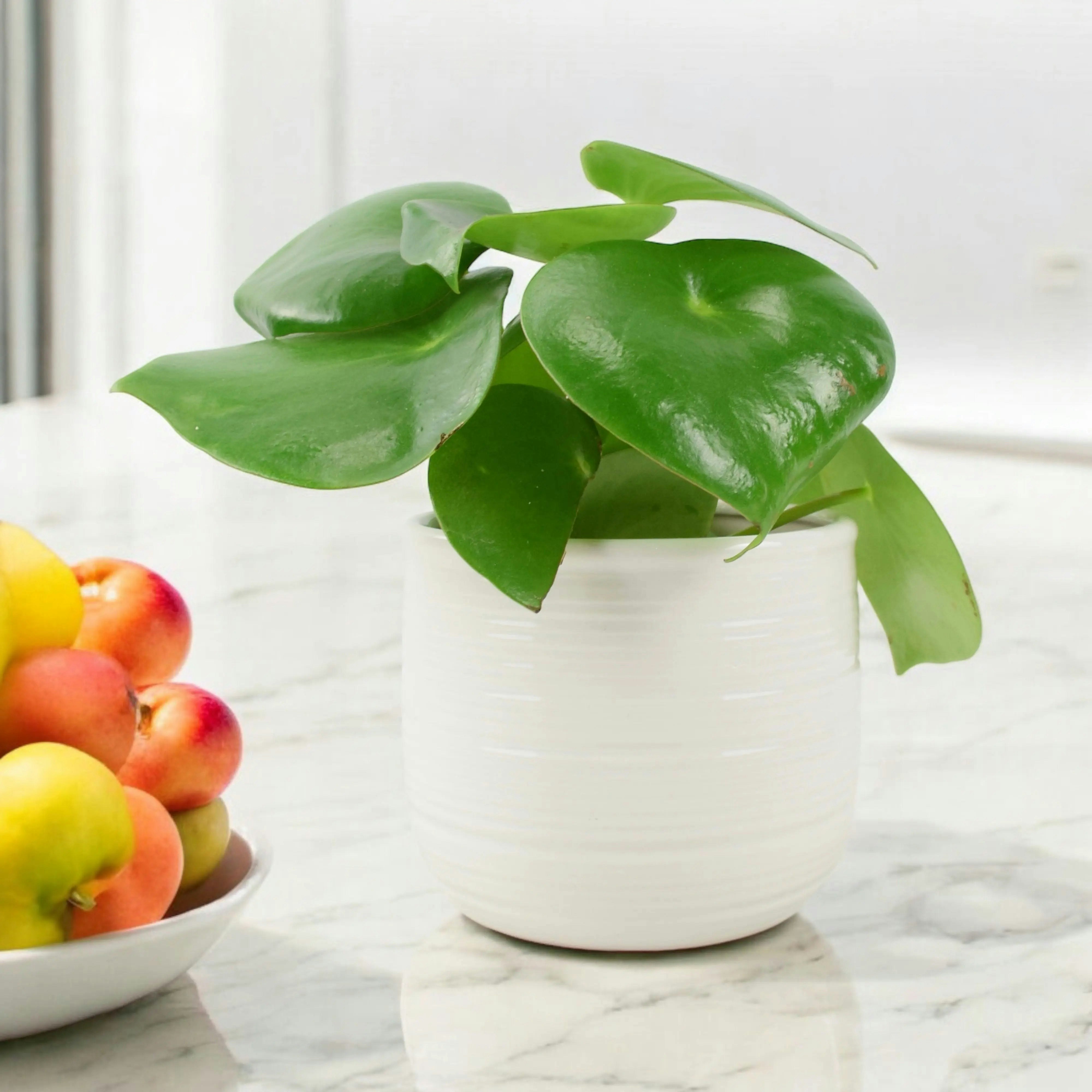 White Peperomia Polybotrya Raindrop Plant - Pilea Polybotrya In 12Cm Pot - Ceramic York Off