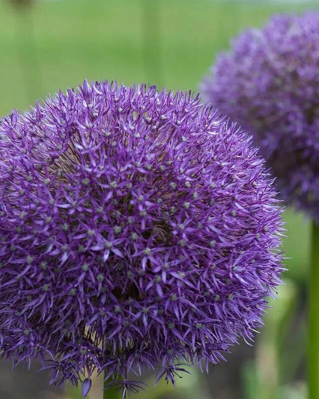 Rackhams Purple Allium Pinball Wizard – Pack Of 5 Large Ornamental Allium Bulbs