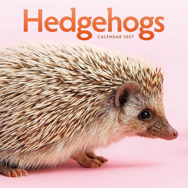 Hedgehogs 2027 Large Month To View Wall Calendar - Image 8