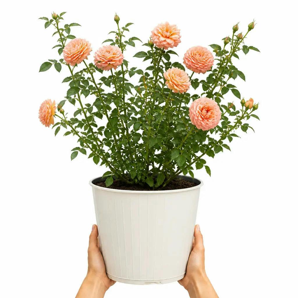  - 5L Rose Many Happy Returns Peach Rose Bush With Metal Cream Vertical PlanterElegant Garden Plant - Image 3