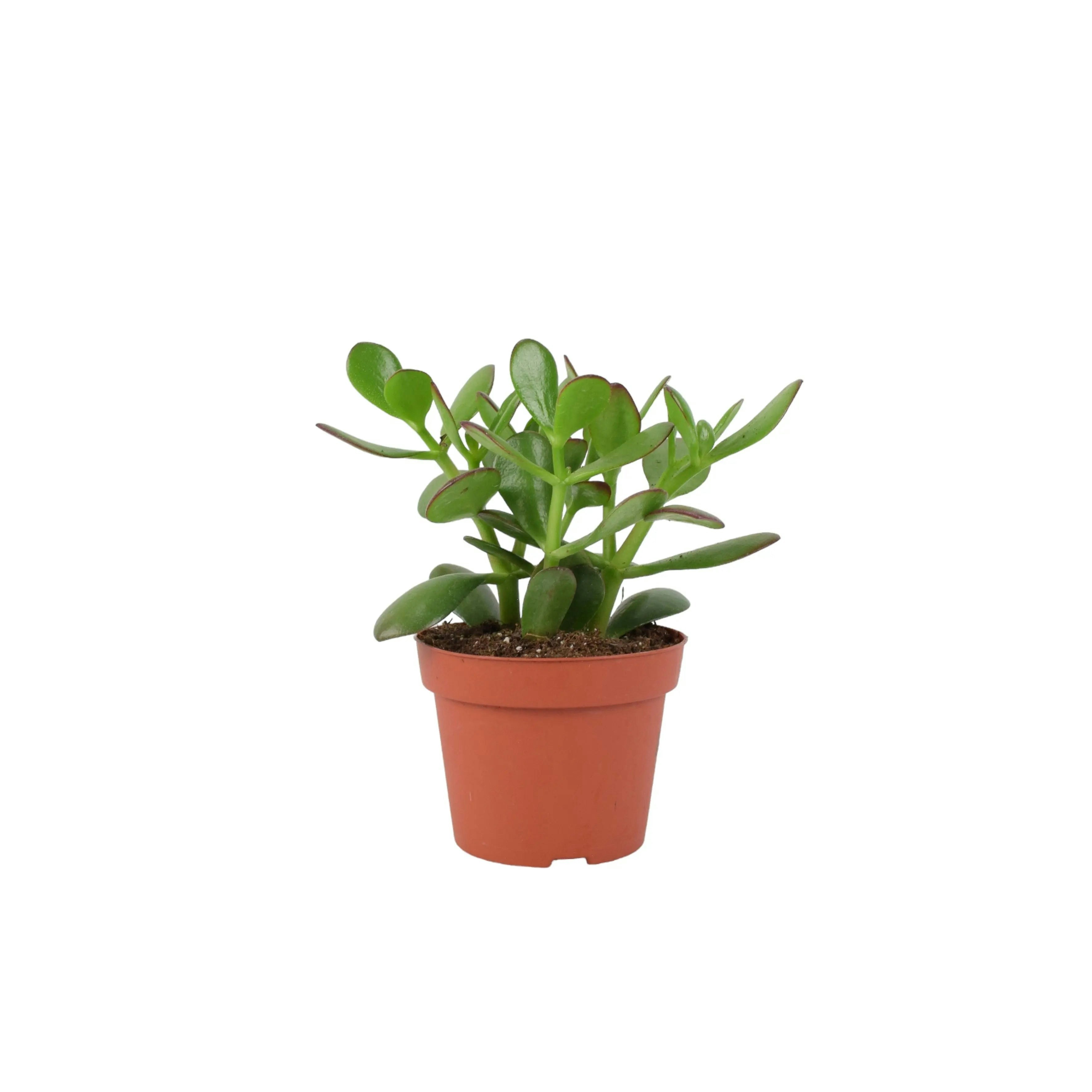 Plants By Post Light Crassula Money Plant - Lucky Succulent In 12Cm Pot Air-Purifying Houseplant - No Container