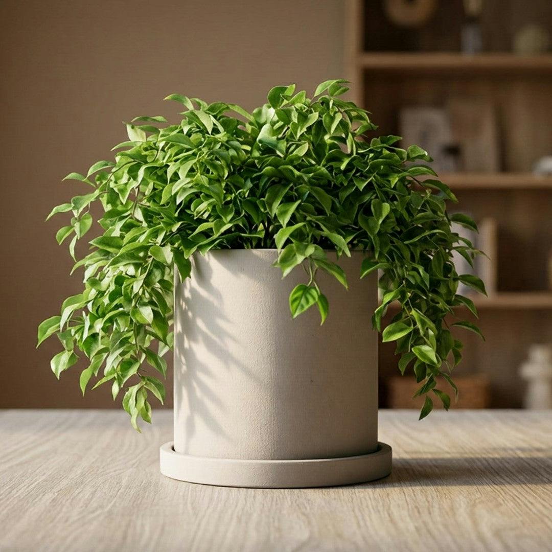 Rackhams Grey/Light Cylindrical Concrete Planter Plant Pot With Drainage Tray