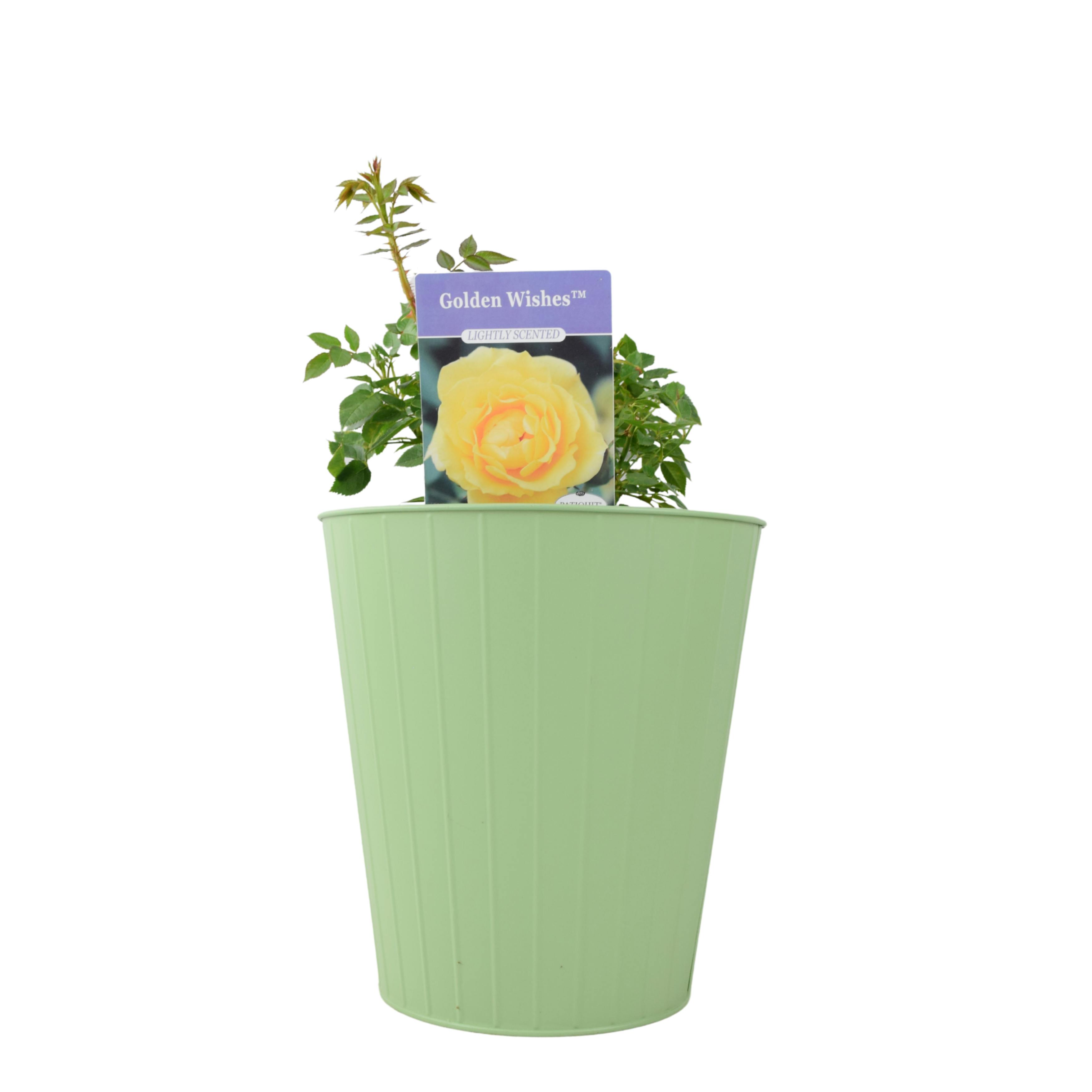 Golden/Yellow Wishes Rose (Patio) – 5.5L Pot – With Sunny Blooms - Metal Vertical Line Teal