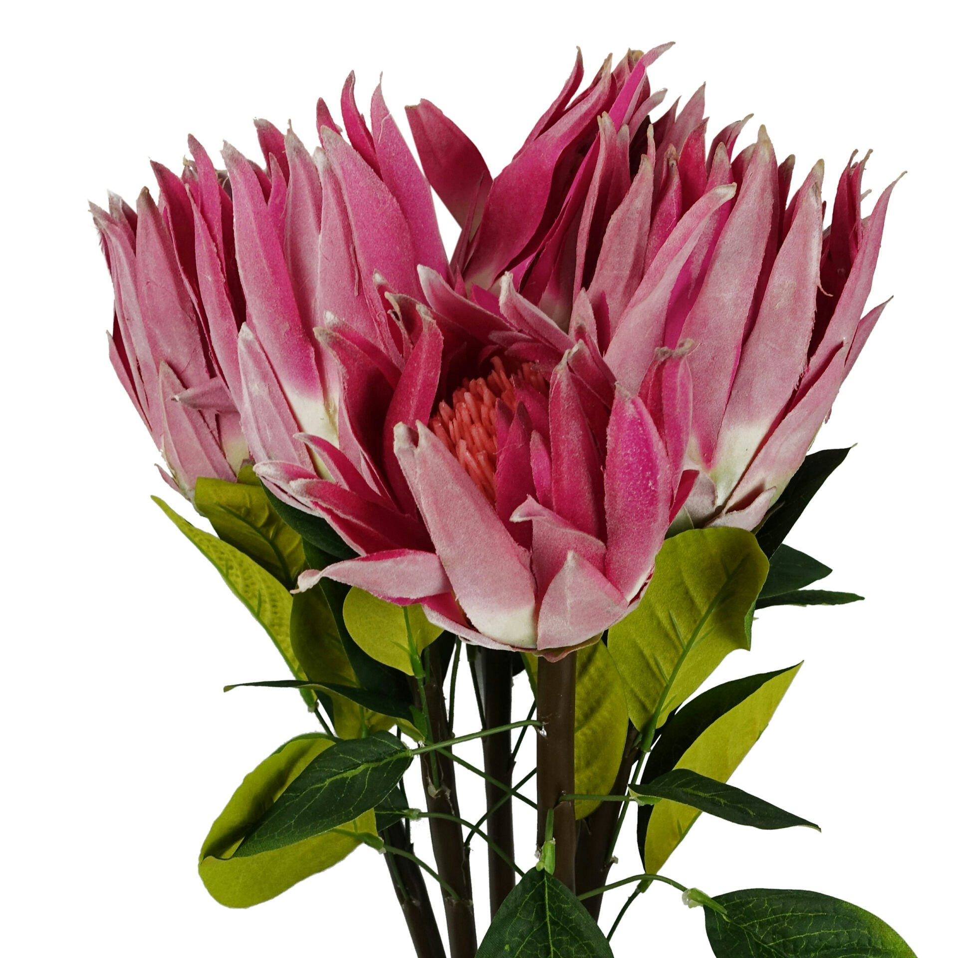 Leaf Pink Pack Of 6 X Protea Sugarbush Flower Stem - 6 X Sugarbush - 65Cm