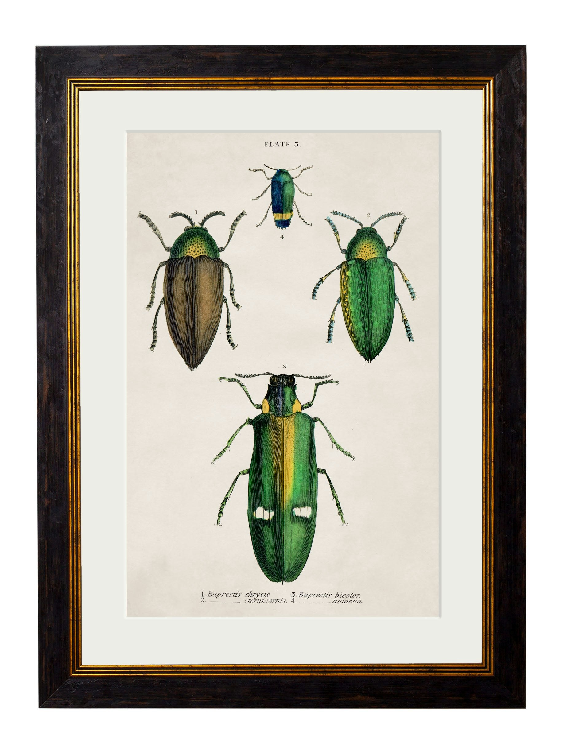 Rackhams Black C.1836 Studies Of Beetles - 50 X 70Cm - Plate 3