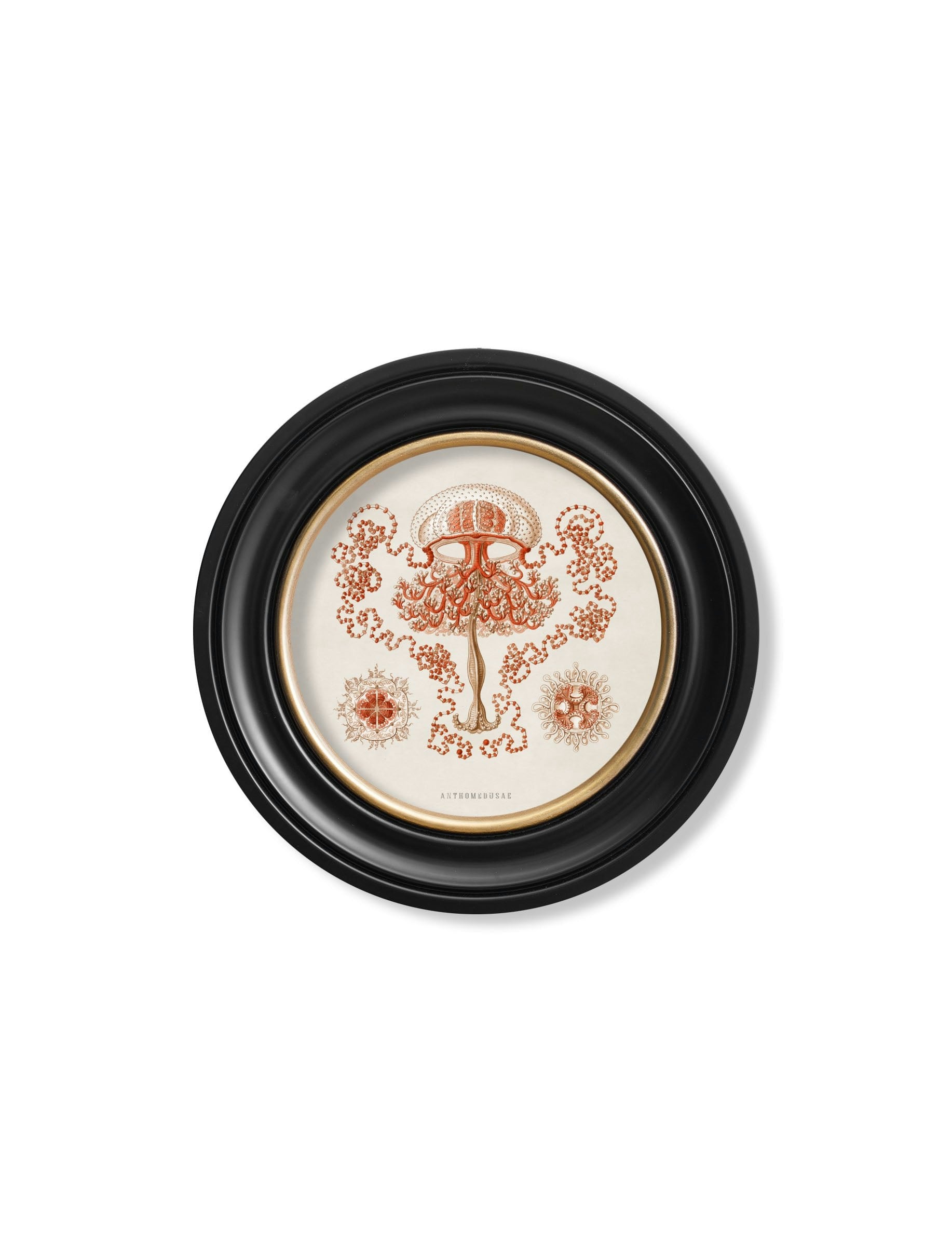 Rackhams Black C.1904 Haeckel Sealife - Round Frames - 44 X 44 Cm - Jellyfish