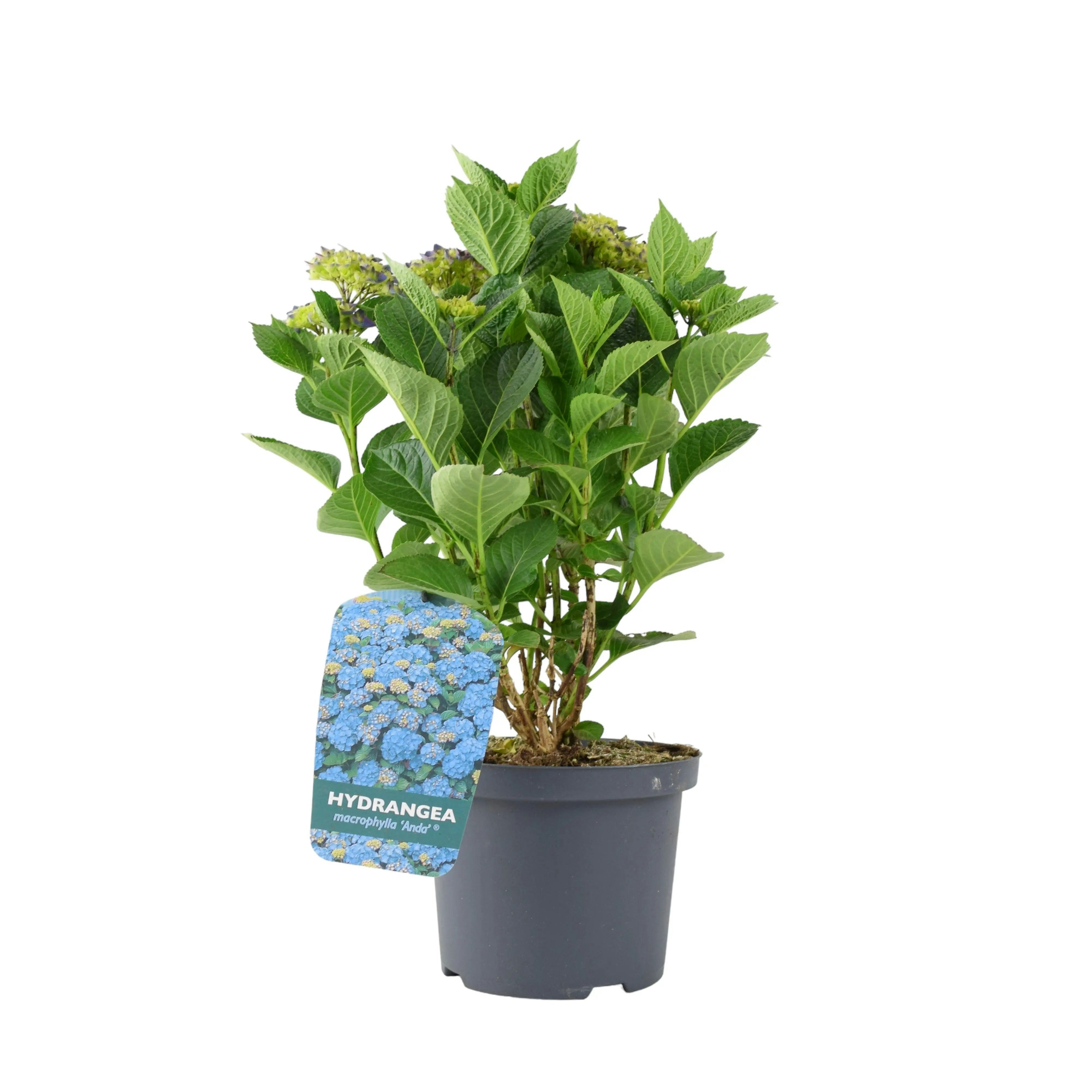 Plants By Post Blue Hydrangea Macrophylla In 3L Pot Stunning Summer Flowering Shrub - No Container