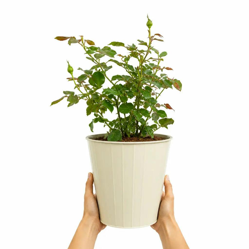 Plants By Post 3L You're Beautiful Light Pink Rose Bush - You-Beautiful-3L-Rose - Image 2