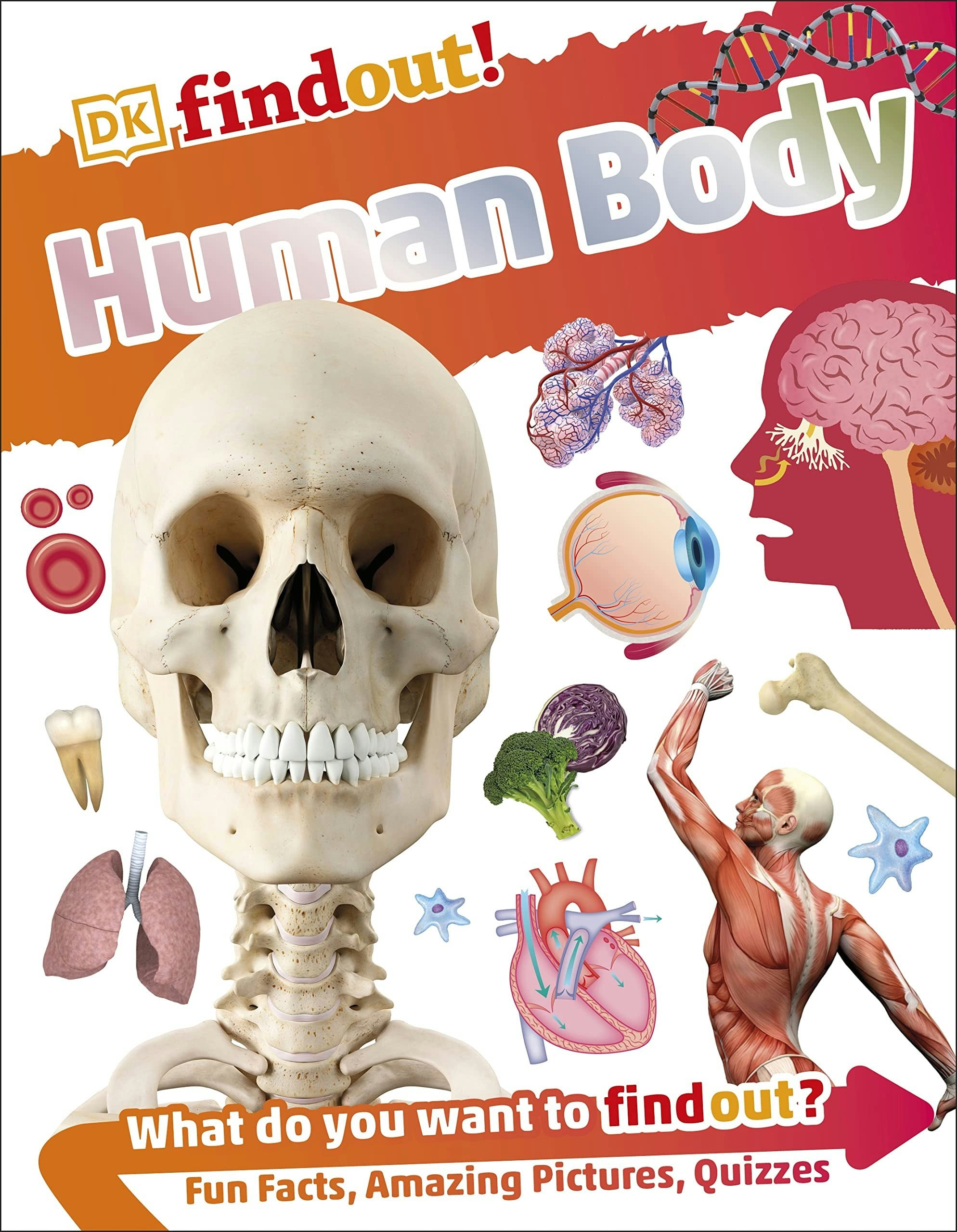 Dk Children Silver Dkfindout Human Body