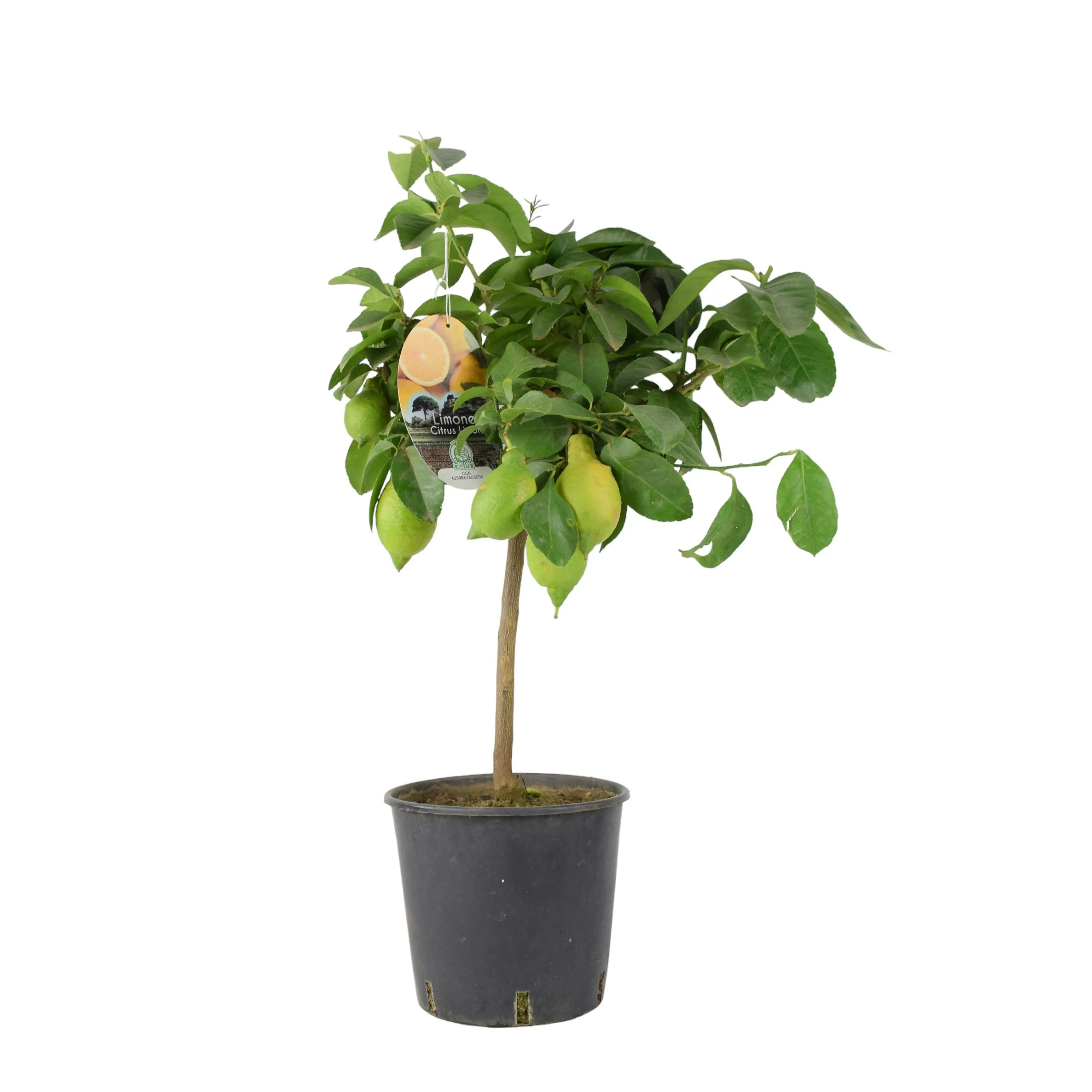 Plants By Post White Citrus Lemon Tree In 19Cm Pot – Indoor Outdoor Fruit Tree For Uk Gardens - No Container