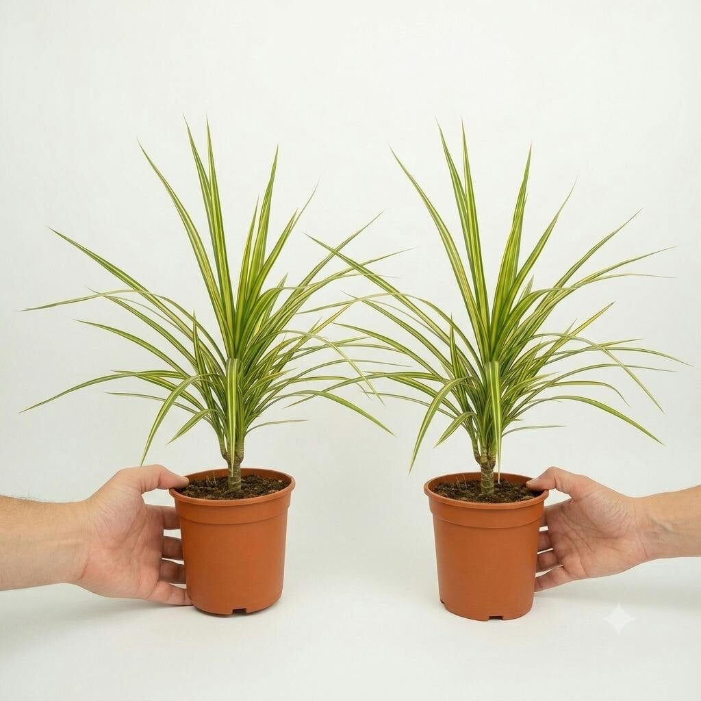 - Dracaena Marginata Variegated Dragon Tree 12Cm PotPack Of 2 Plants - Image 2