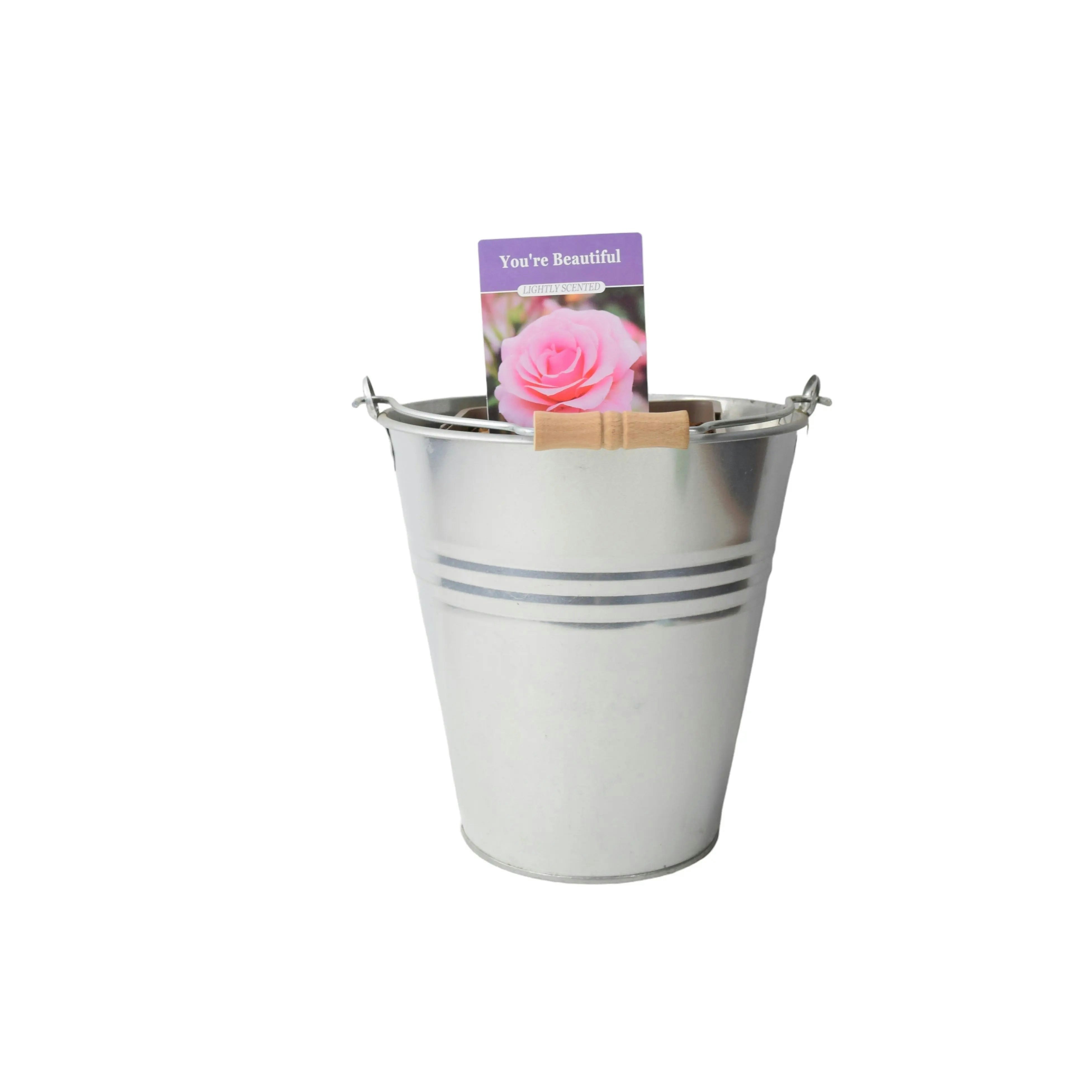 Plants By Post Pink You're Beautiful Rose 5.5L Pot - Fragrant Floribunda Rose - Metal Zinc Pail