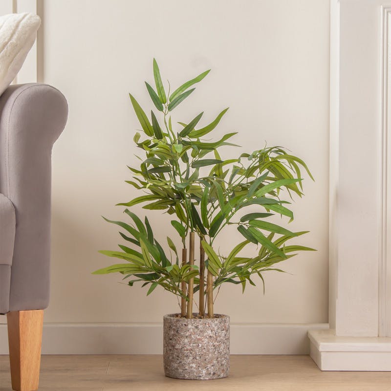 Scottish Everlastings 60Cm Tabletop Bamboo In Cement Pot