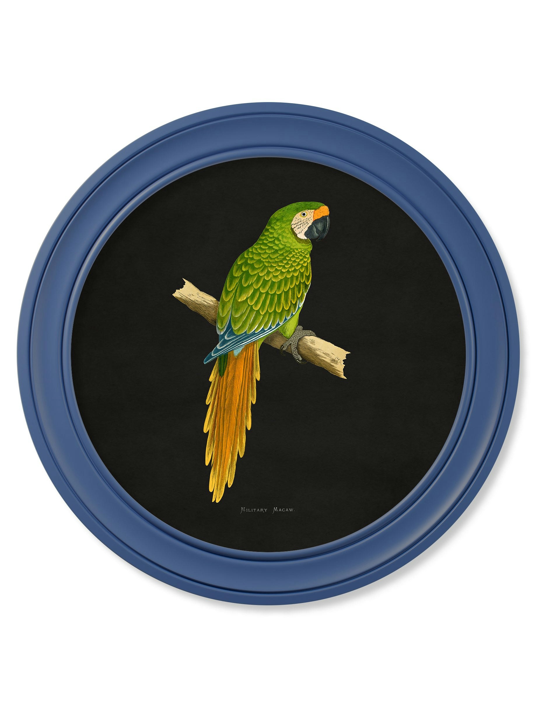Rackhams Blue C.1884 Collection Of Macaws In Round Frames - 70 X 70Cm - Military Macaw
