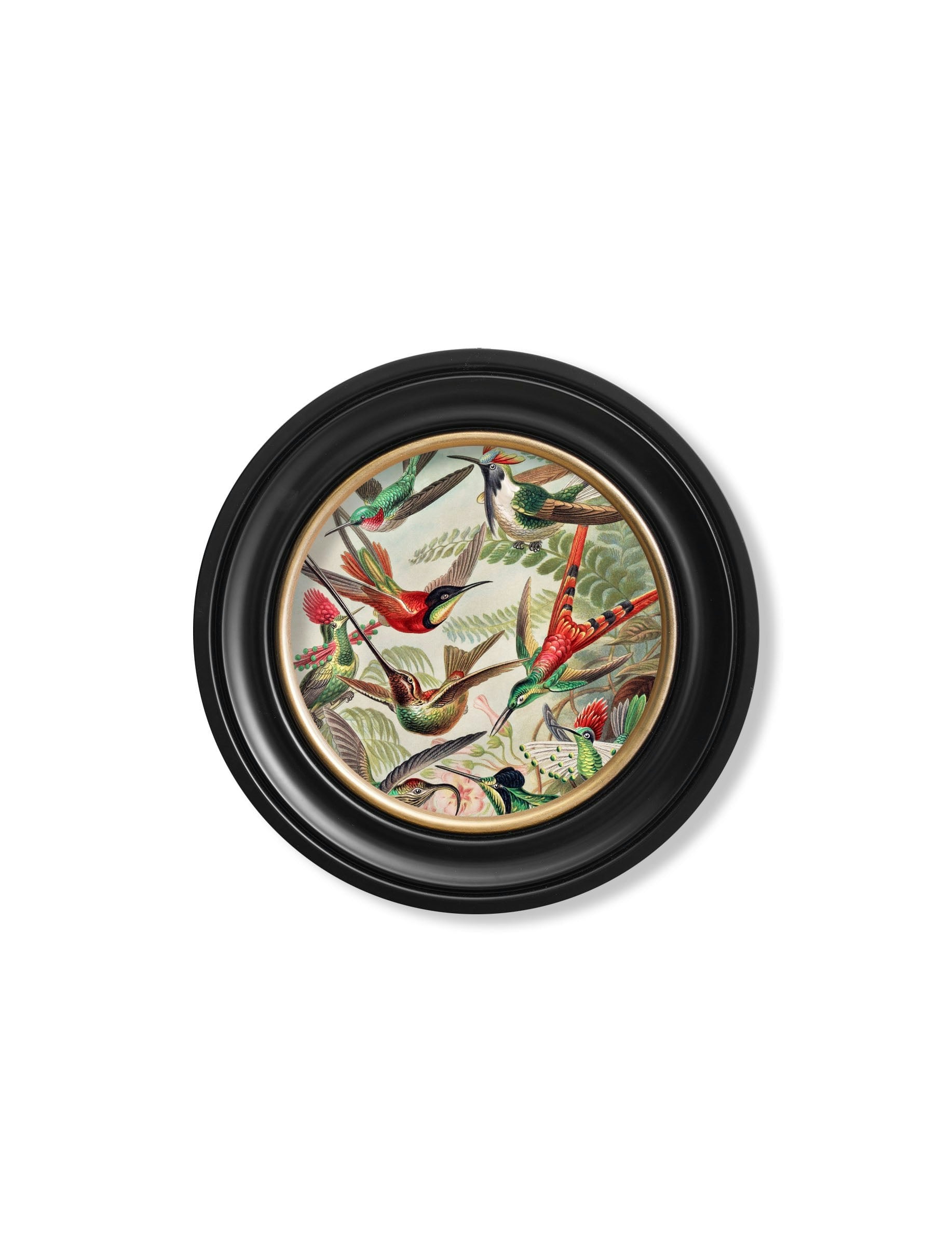 Rackhams Black C.1904 Haeckel Flora And Fauna - Round Frames - 44 X 44 Cm - Hummingbirds