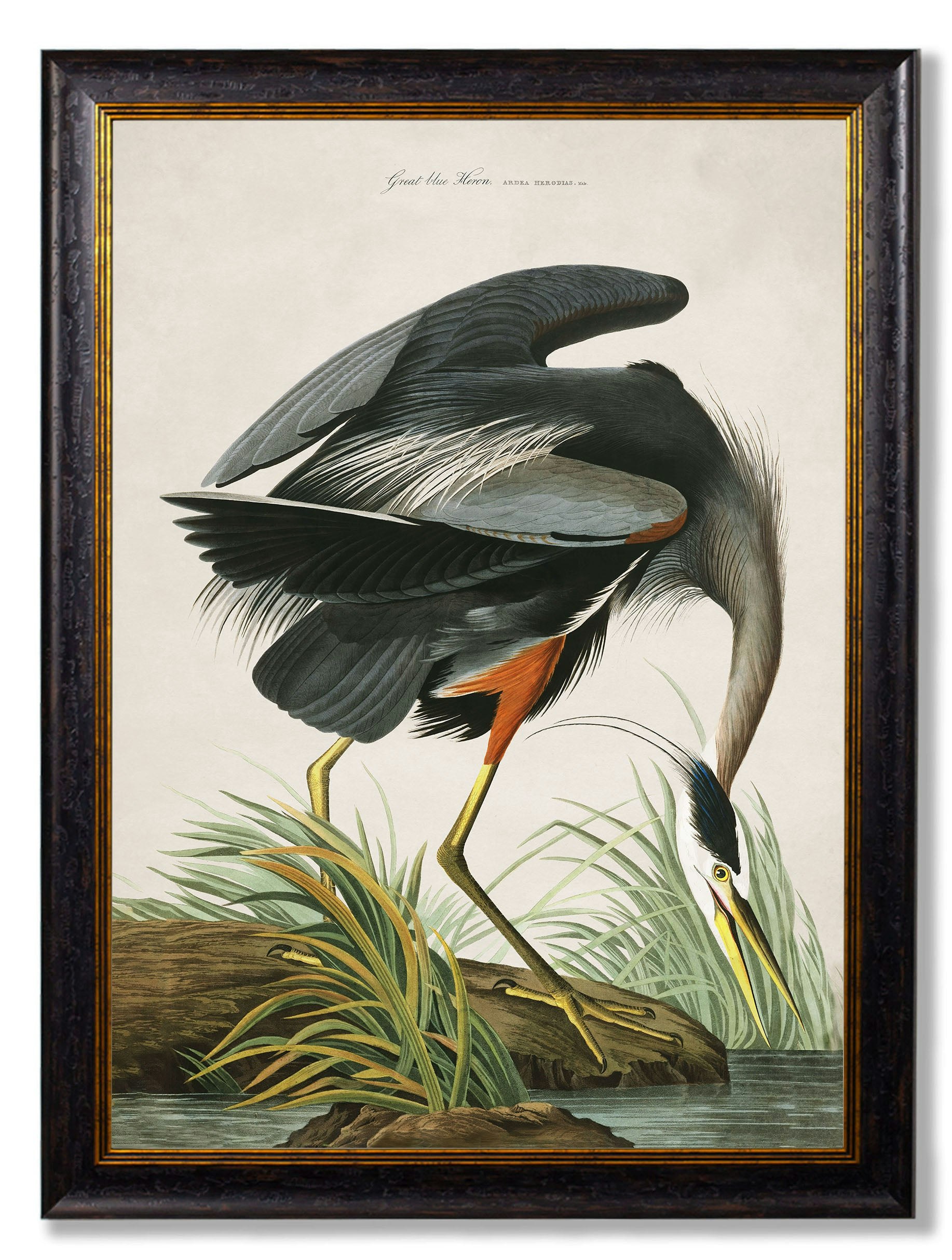 Rackhams Blue/Black C.1838 Audubon's Great Heron - 50 X 70Cm - Mount