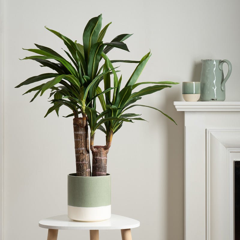 Scottish Everlastings Black 80Cm Double Stem Yucca