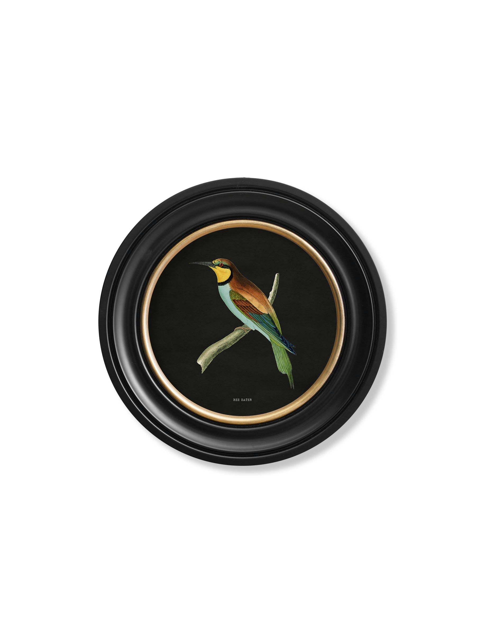 Exceptional Art Black C.1870 Kingfisher And Bee Eater - 44 X 44Cm - Bee Eater