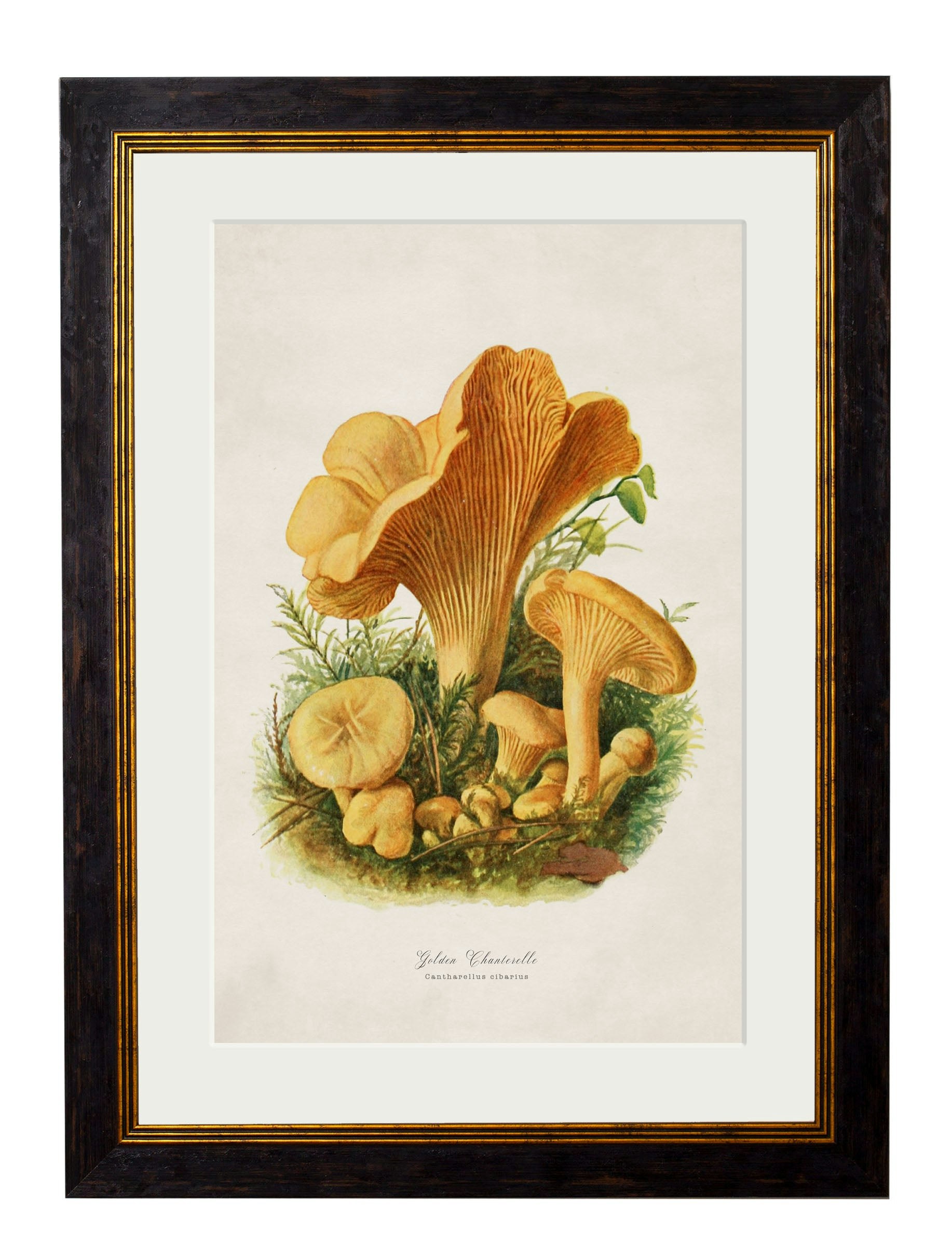 Rackhams Black/Golden C.1913 Edible Mushrooms - 50 X 70Cm - Chanterelle
