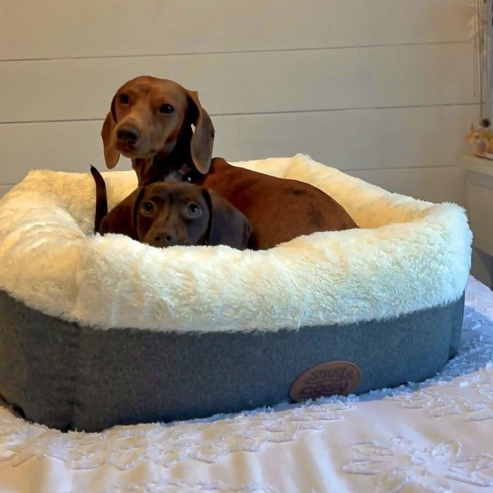 Snug And Cosy Pets Ivory Box Bed (One Size) Puppy Or Cat Bed